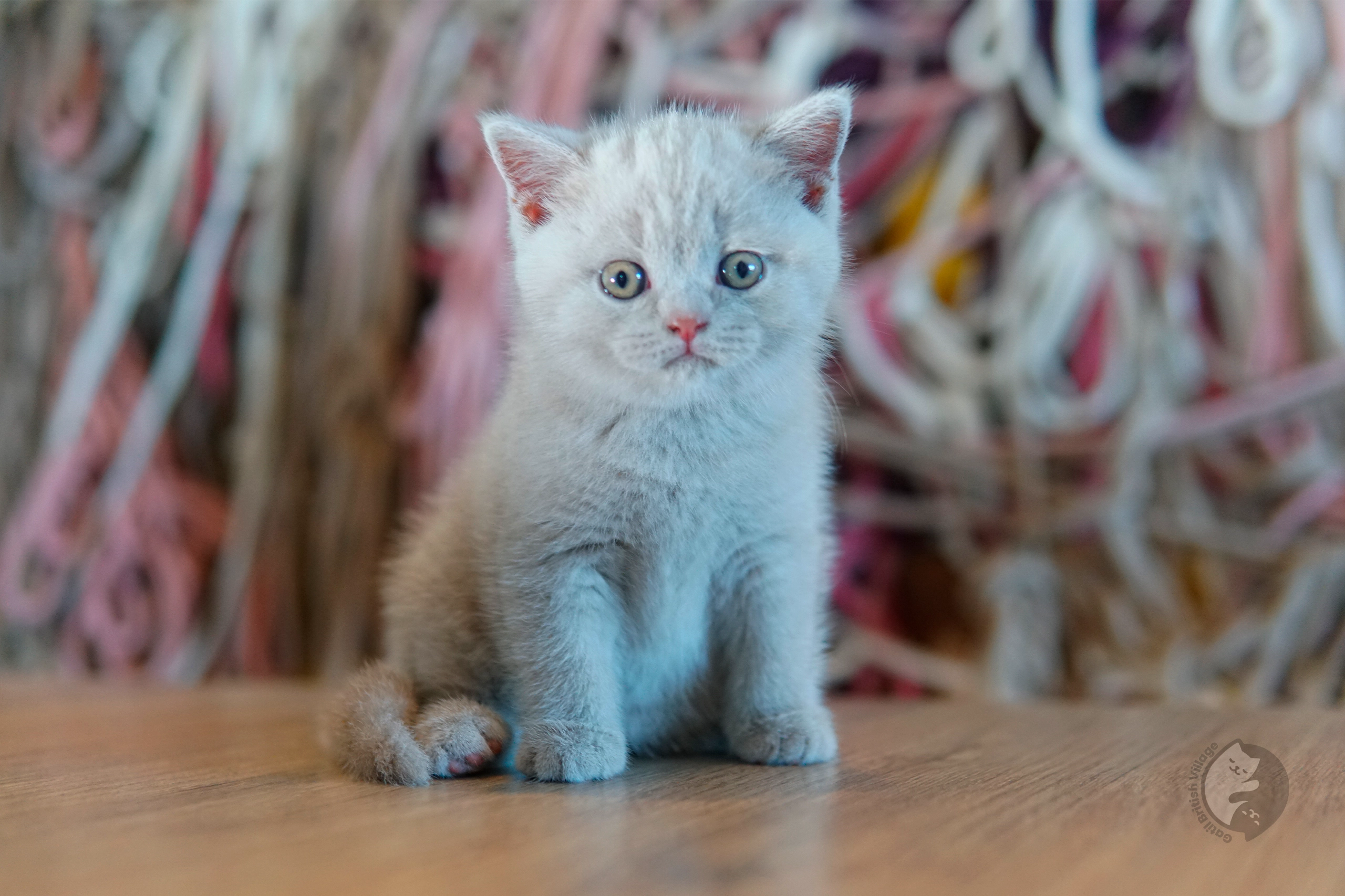 Blue British Shorthair kitten with ears alert, in a winter scene with pastel tones