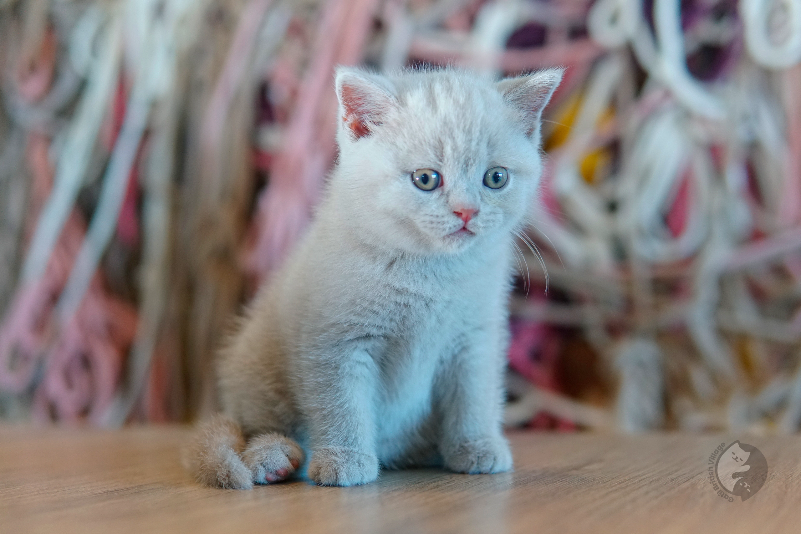Blue British Shorthair kitten looking directly at the lens, with half-open eyes