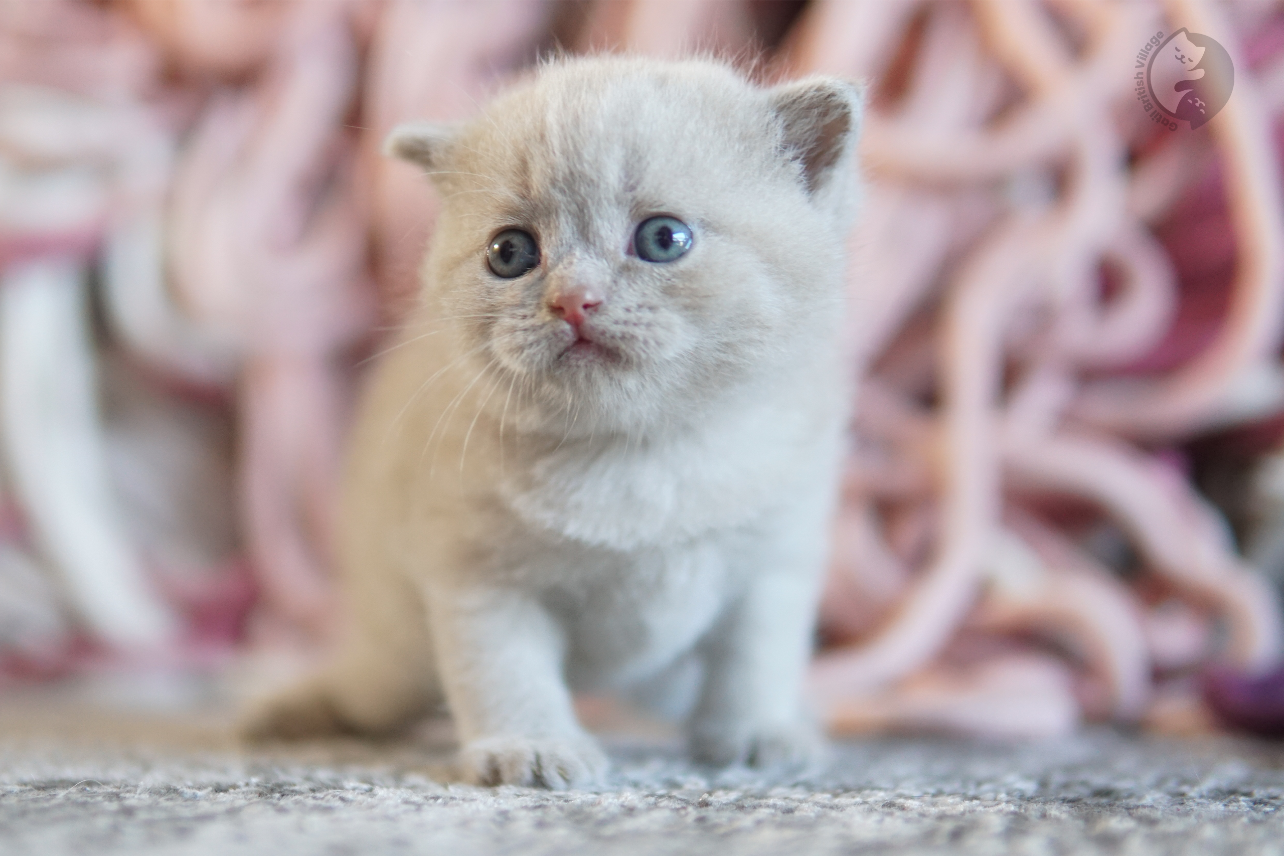Lilac British Shorthair kitten with ears alert, in a winter scene with pastel tones