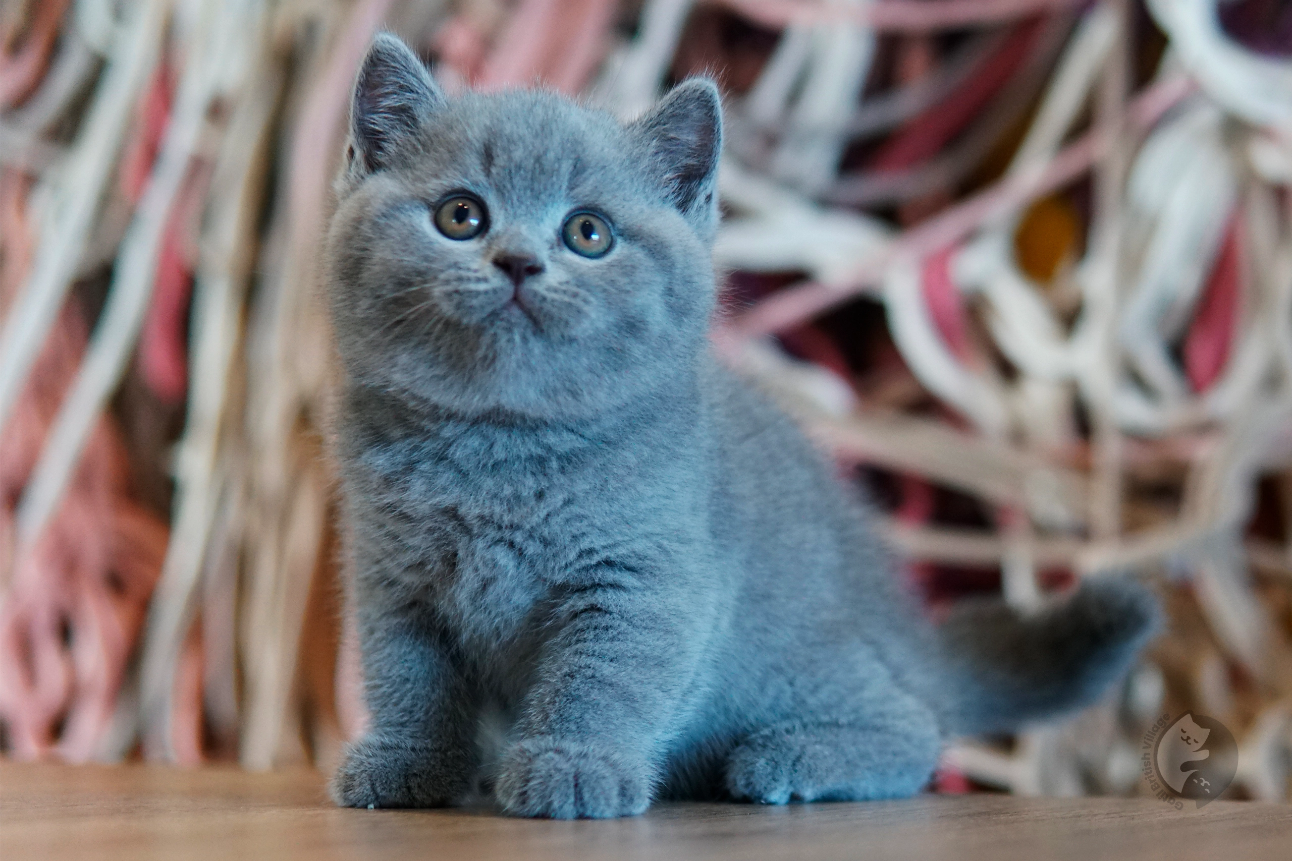Lilac British Shorthair kitten with ears alert, next to another kitten
