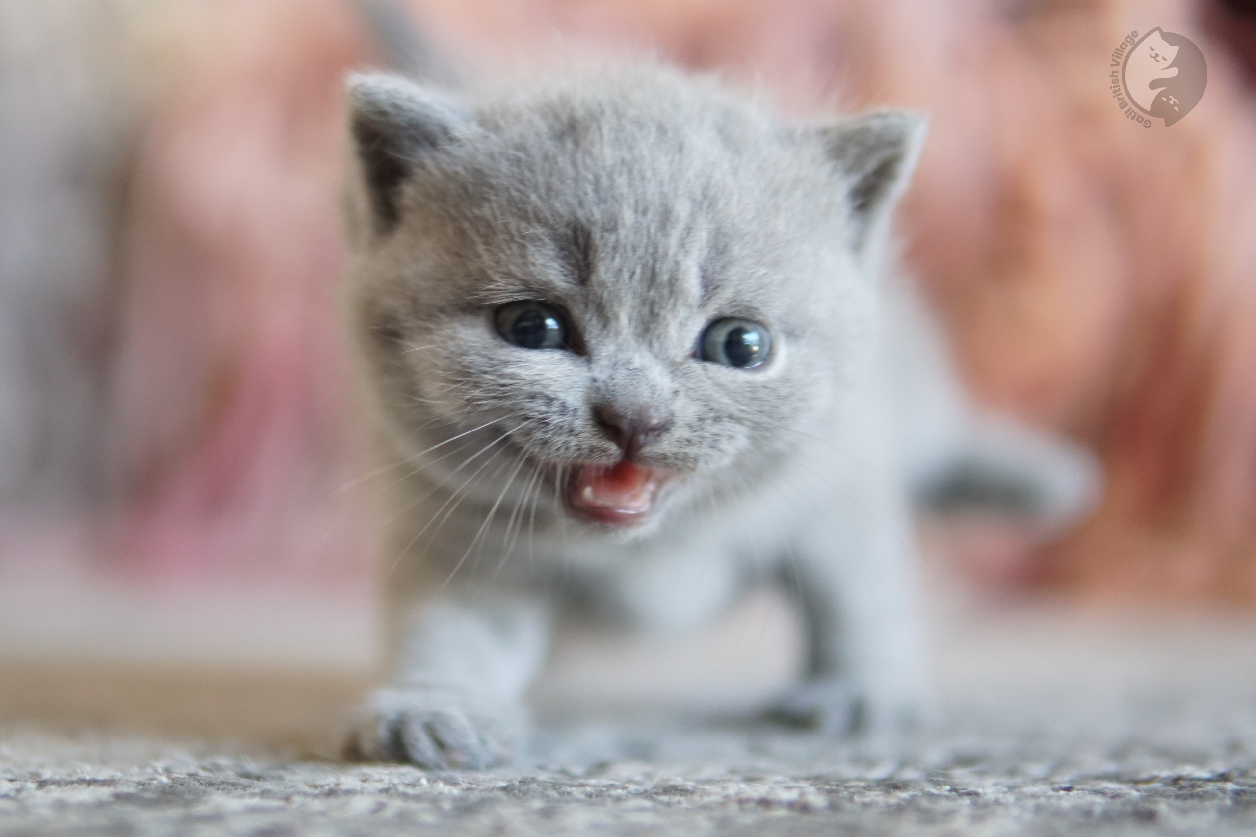 Lilac British Shorthair kitten lying among fluffy pillows, with prominent whiskers