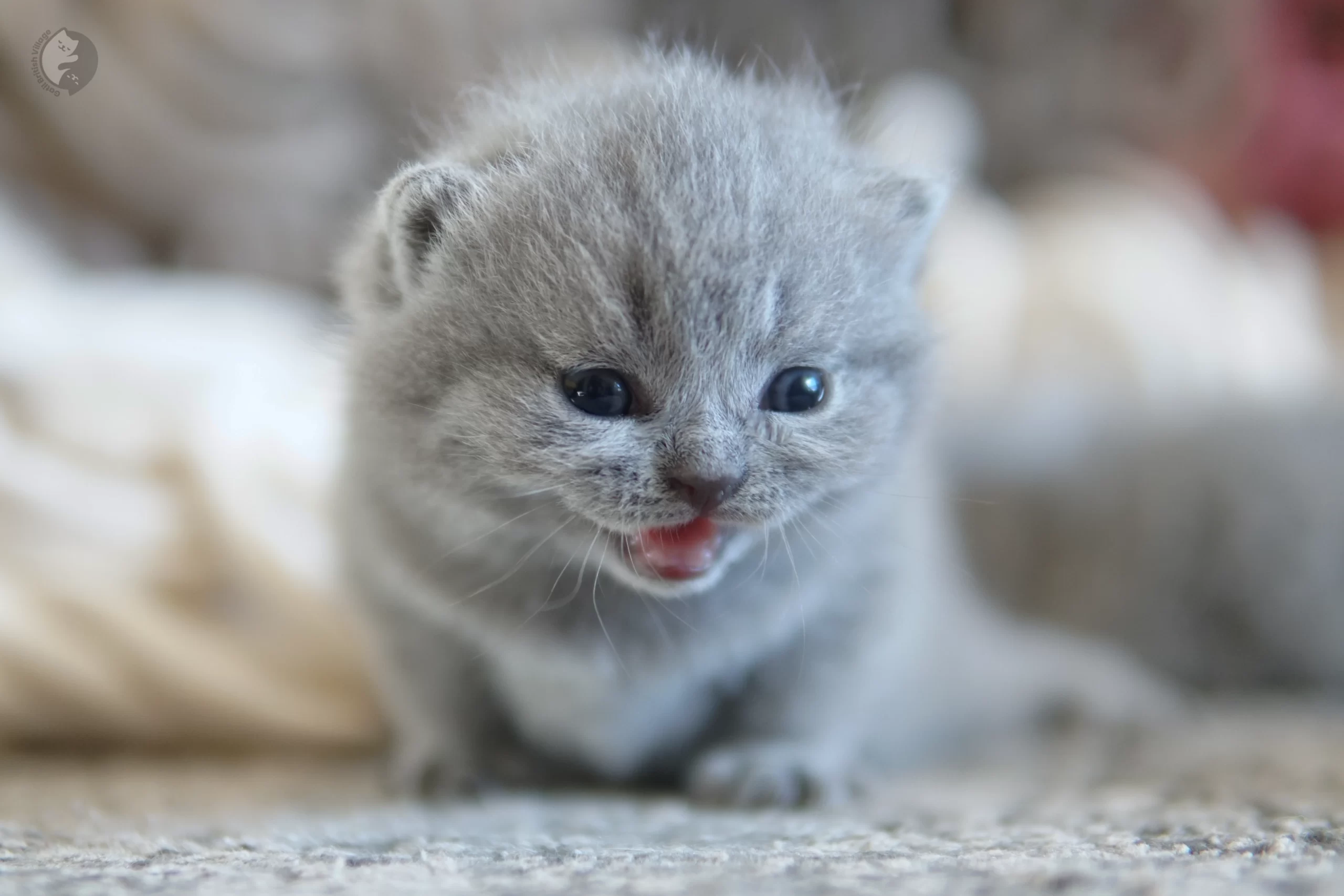 Lilac British Shorthair kitten playing with a plush toy, in a winter scene with pastel tones