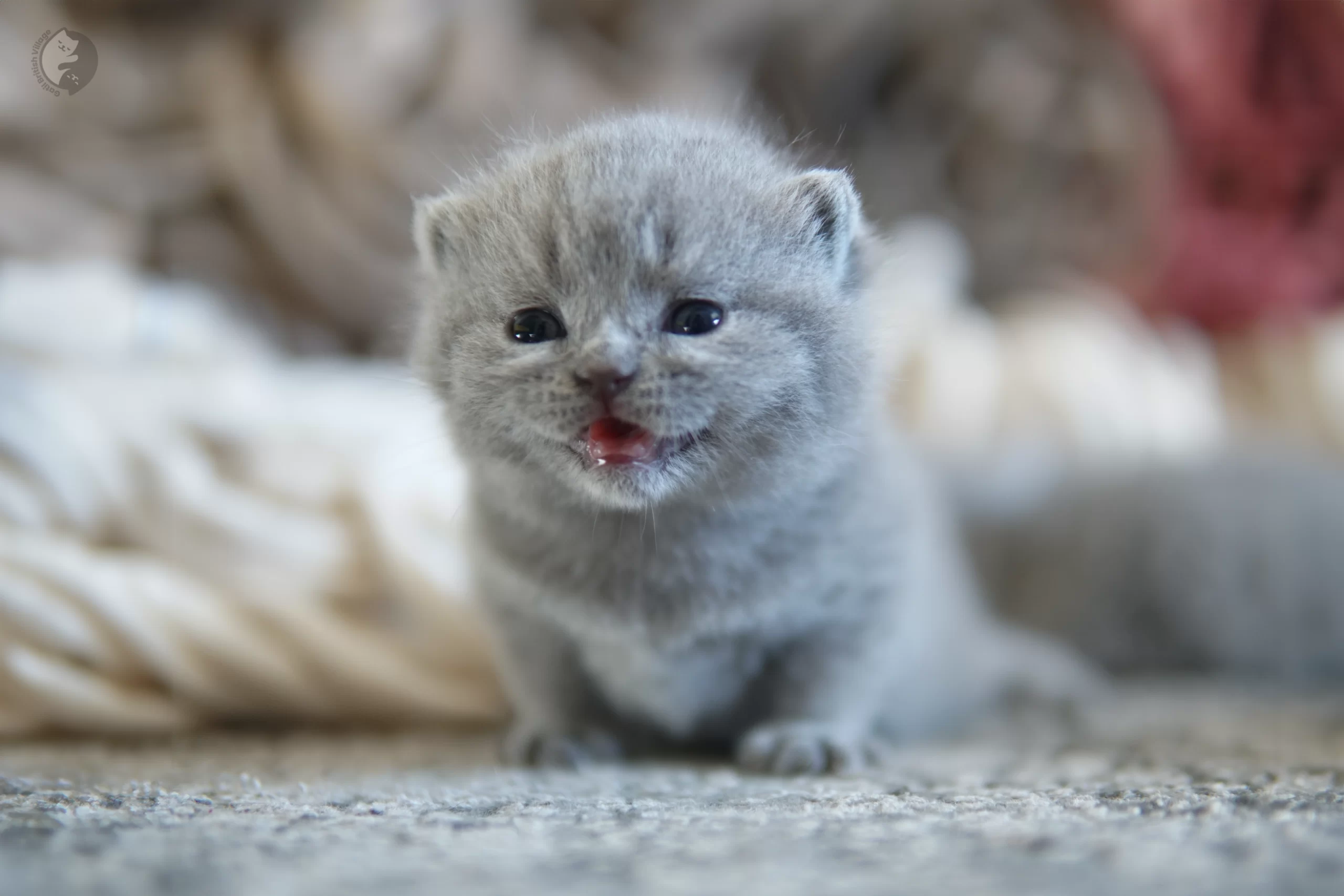 Blue British Shorthair kitten sitting on a cotton blanket, under soft natural light