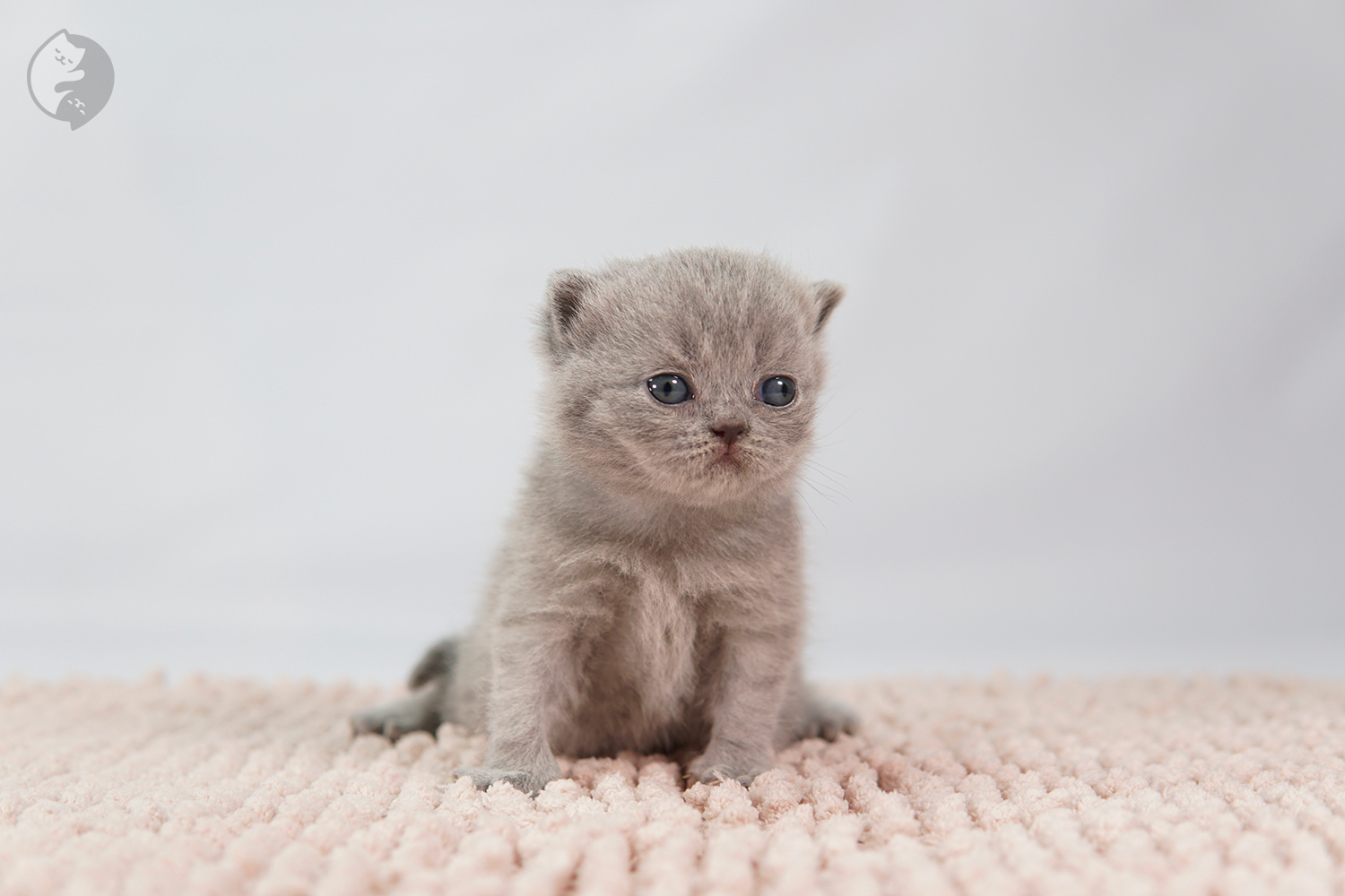 Lilac kitten sitting on a pink blanket