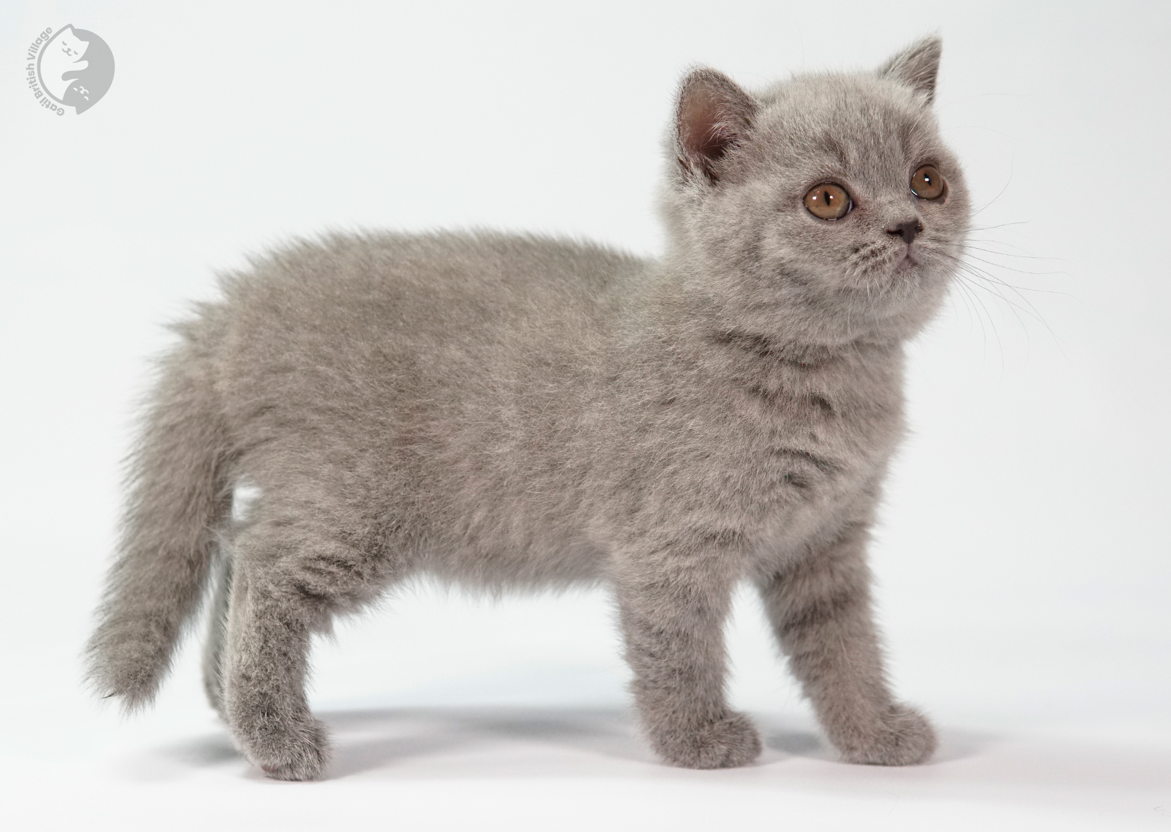 Kitten looking directly at the camera