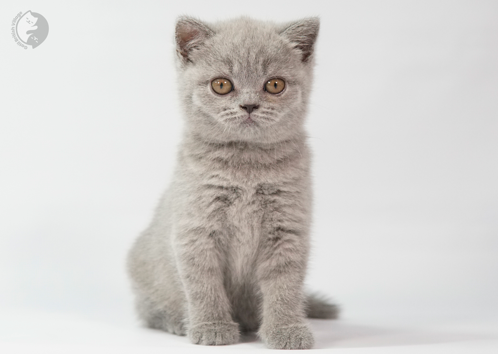 Side-by-side affectionate kittens