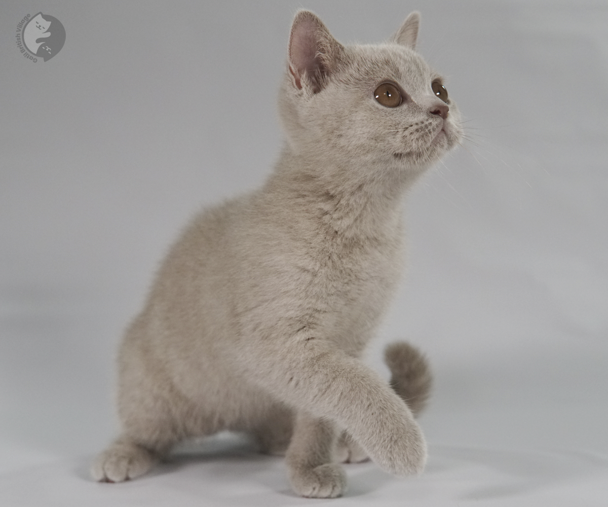Kitten napping on a white background