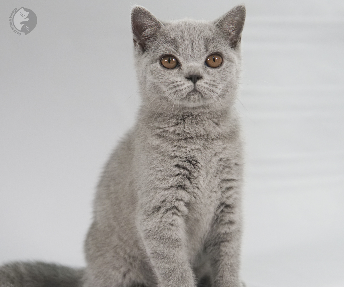 Kitten exploring a neutral background
