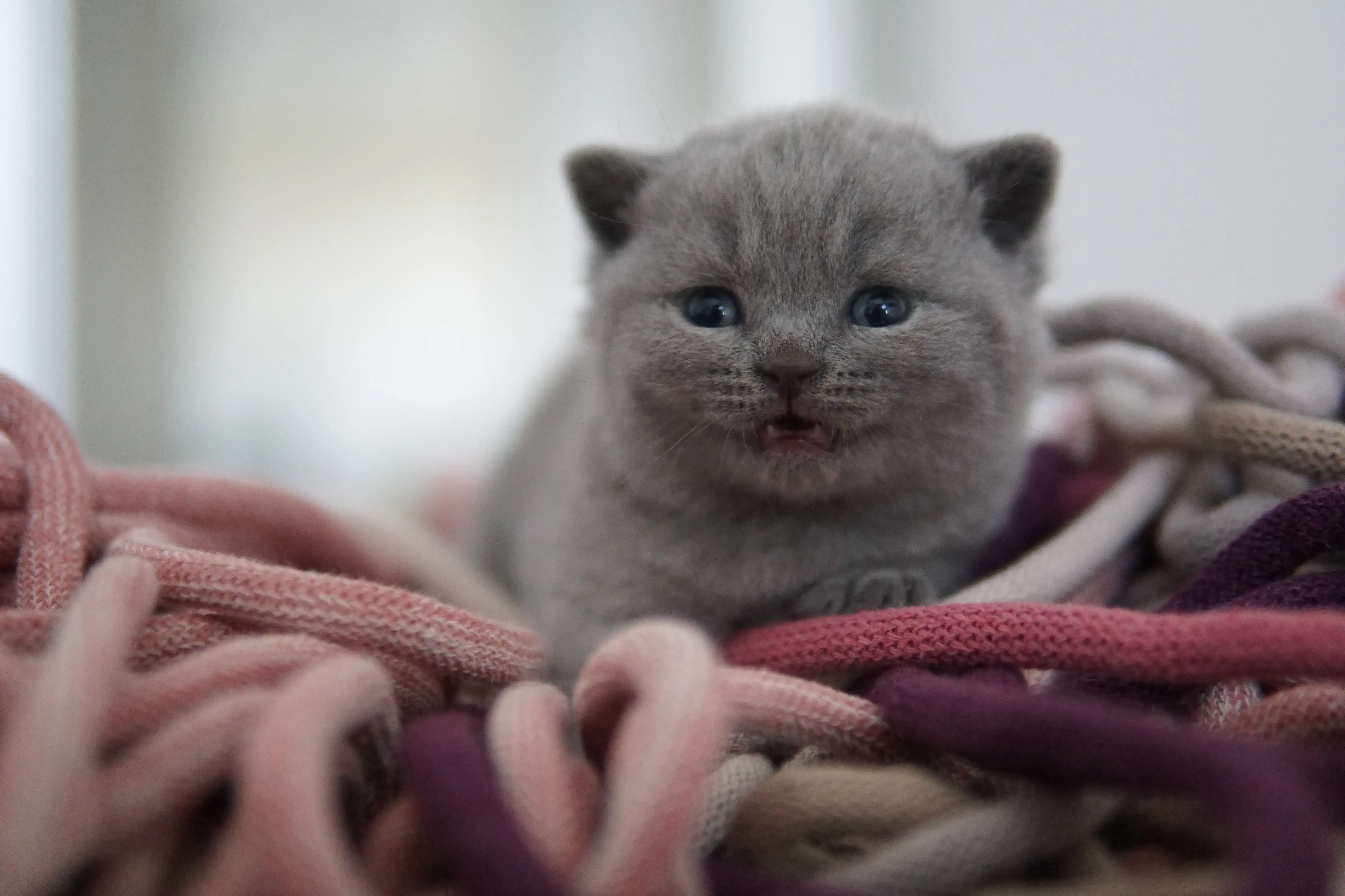 Kitten watching everything with curiosity