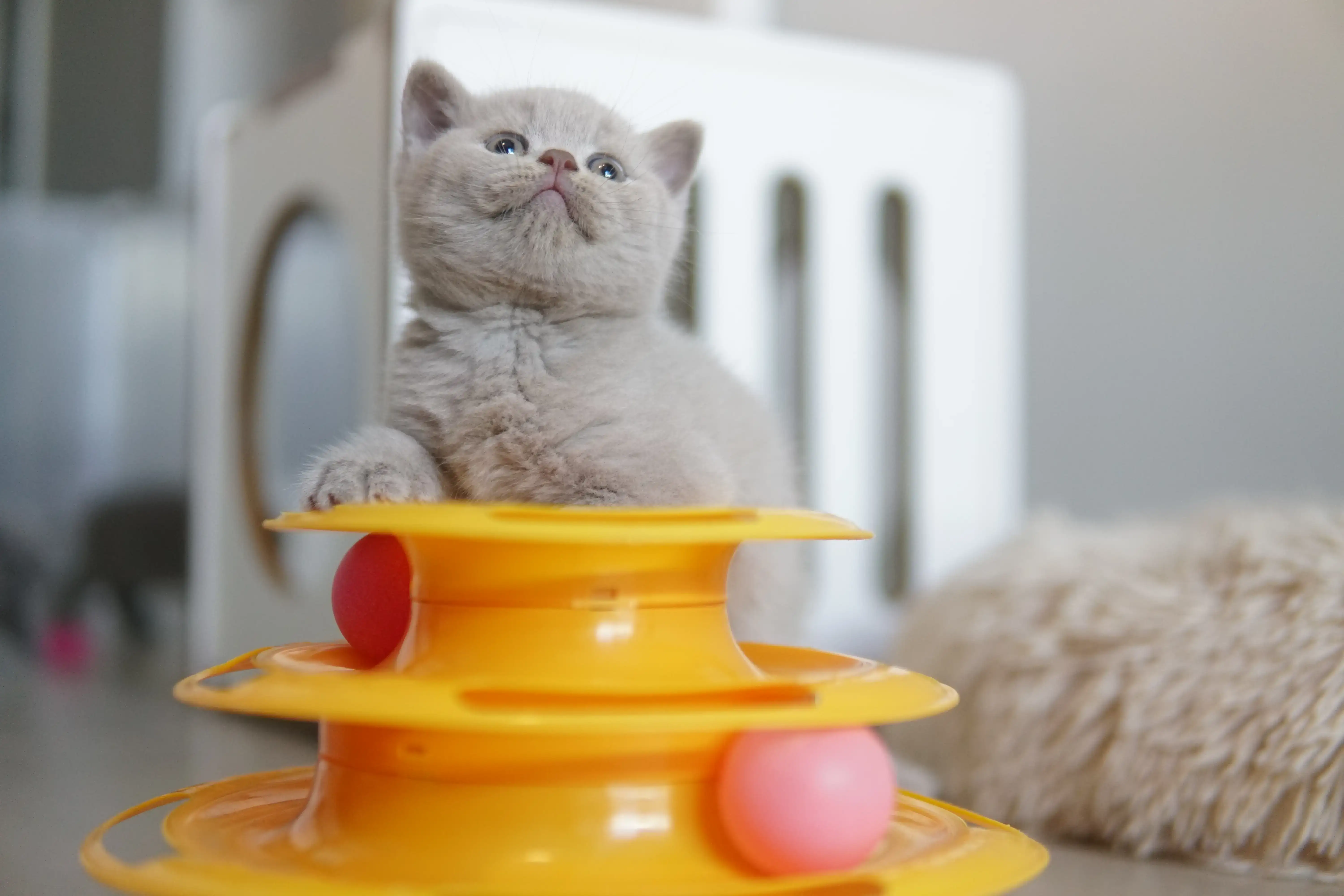 Kitten fascinated by the orange toy