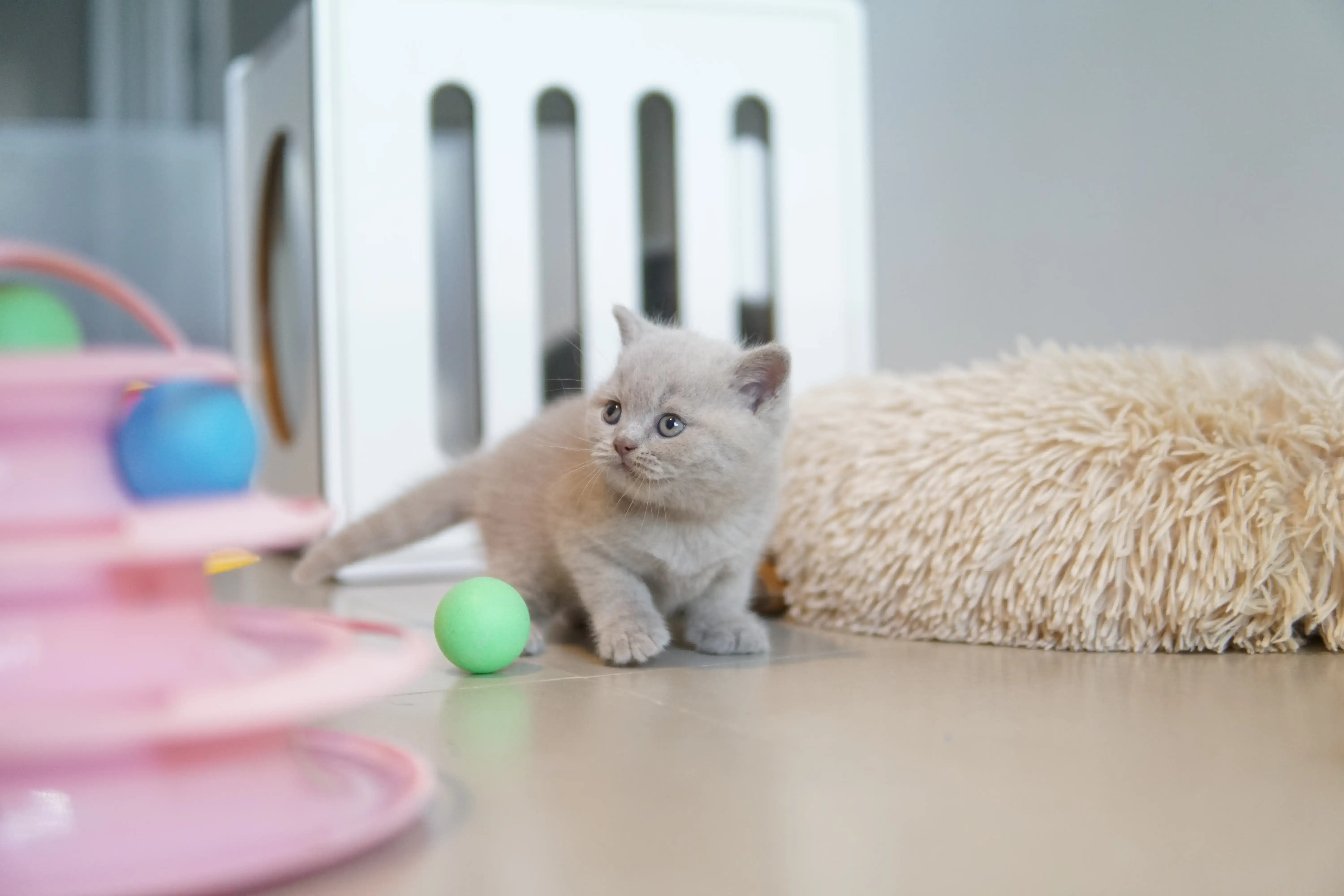 Kitten relaxing peacefully