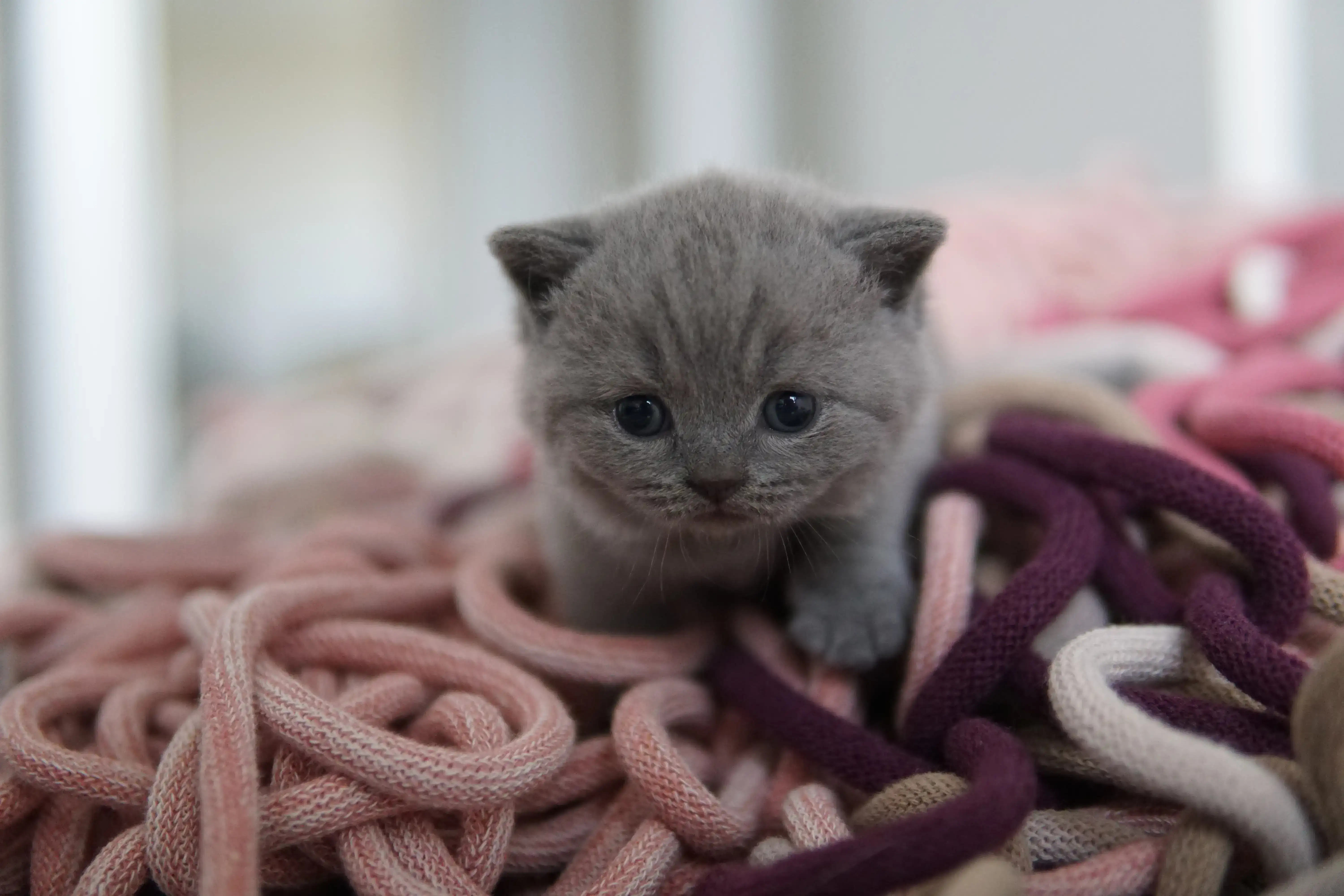 Kitten hiding among the blankets