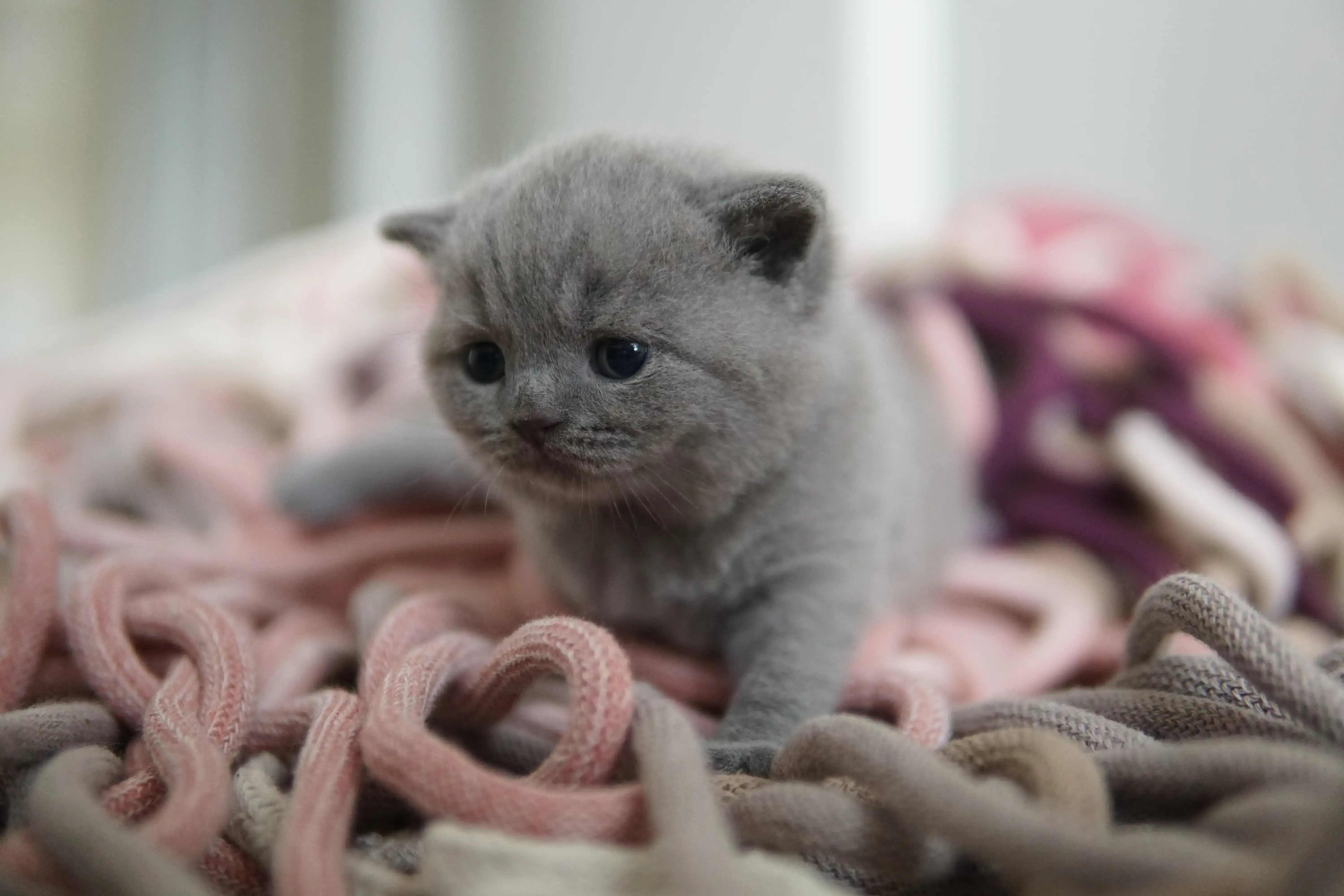 Kitten napping after playtime