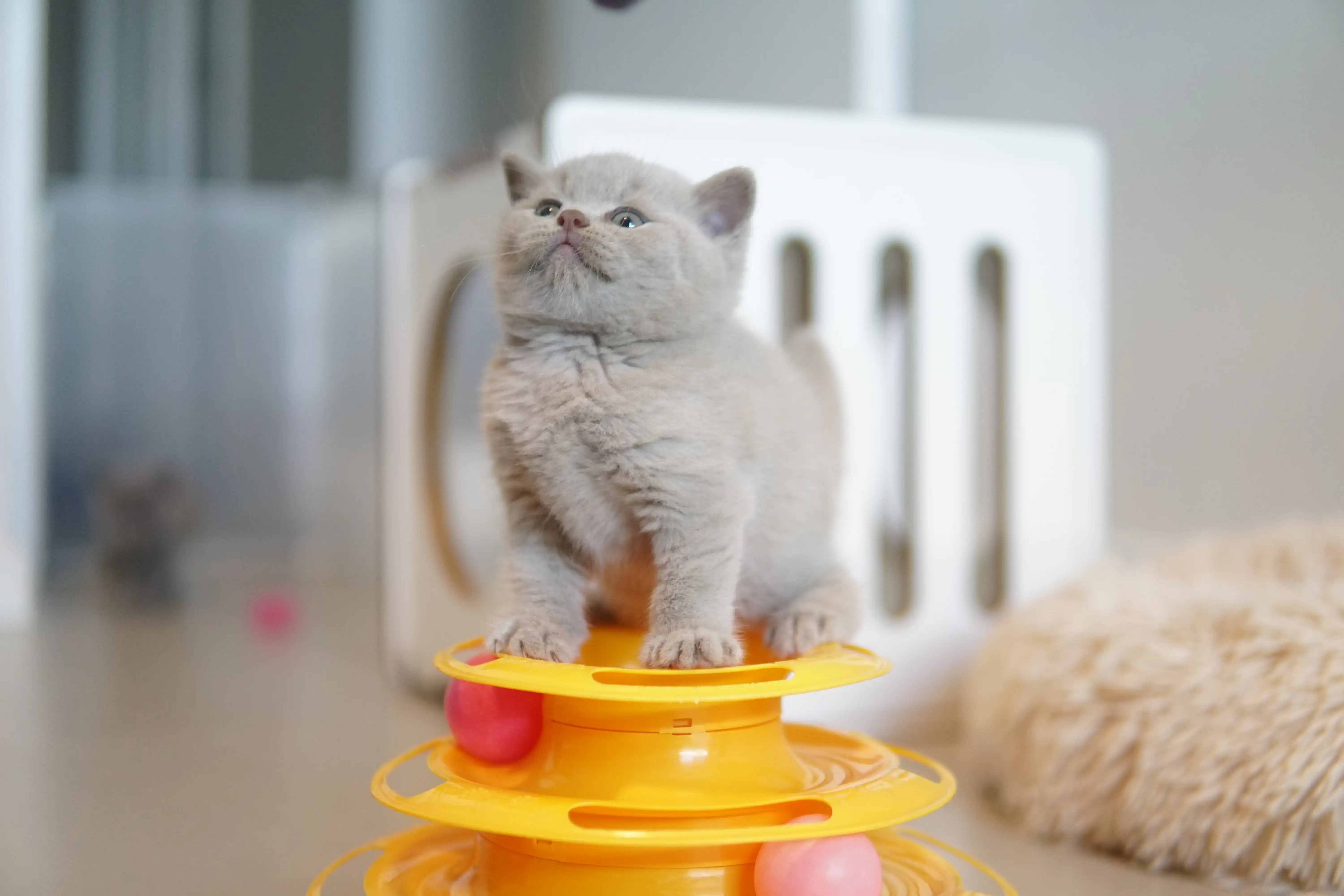 Kitten in a cute pose by the scratching post
