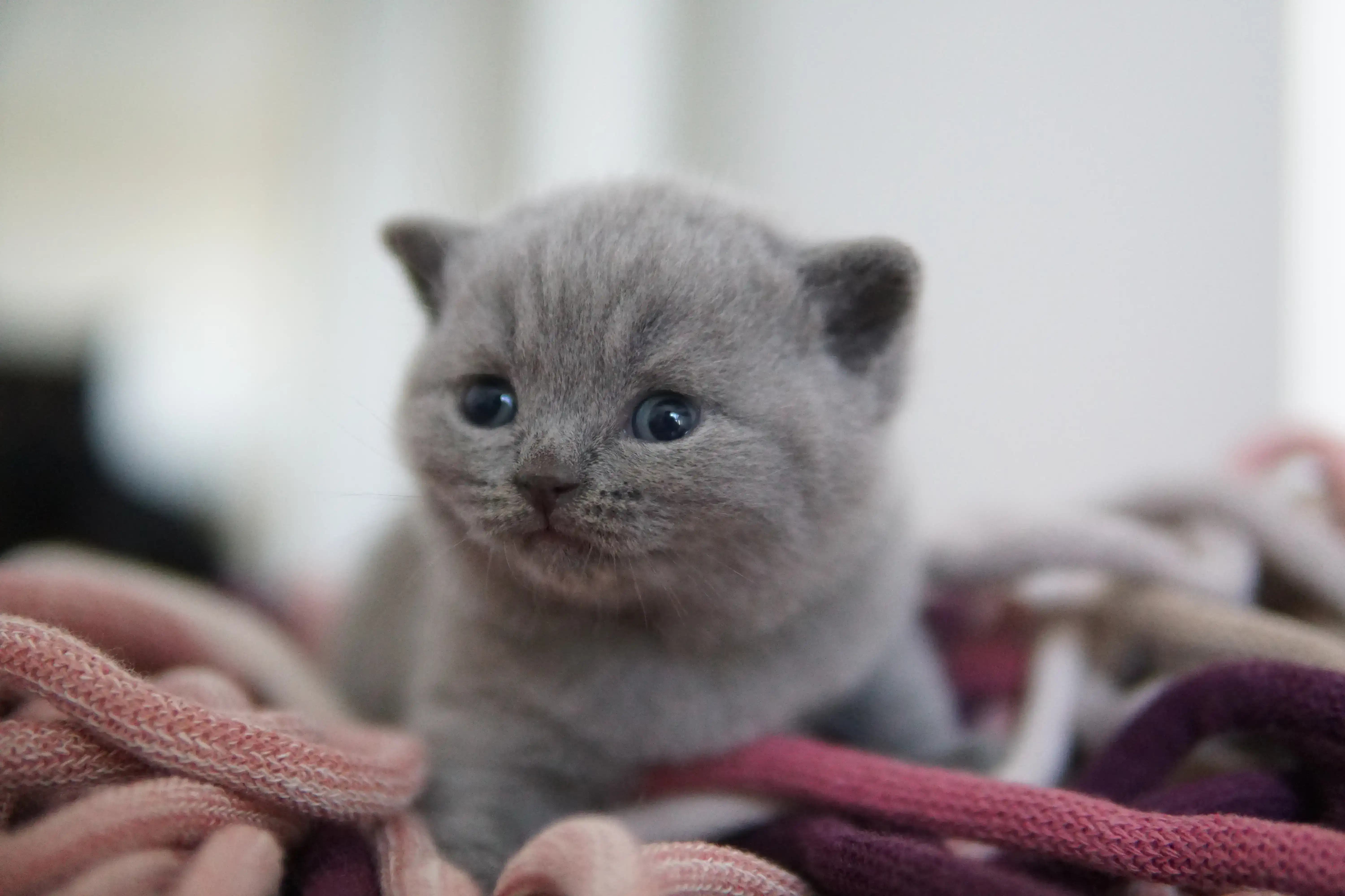 Kitten showing all the cuteness