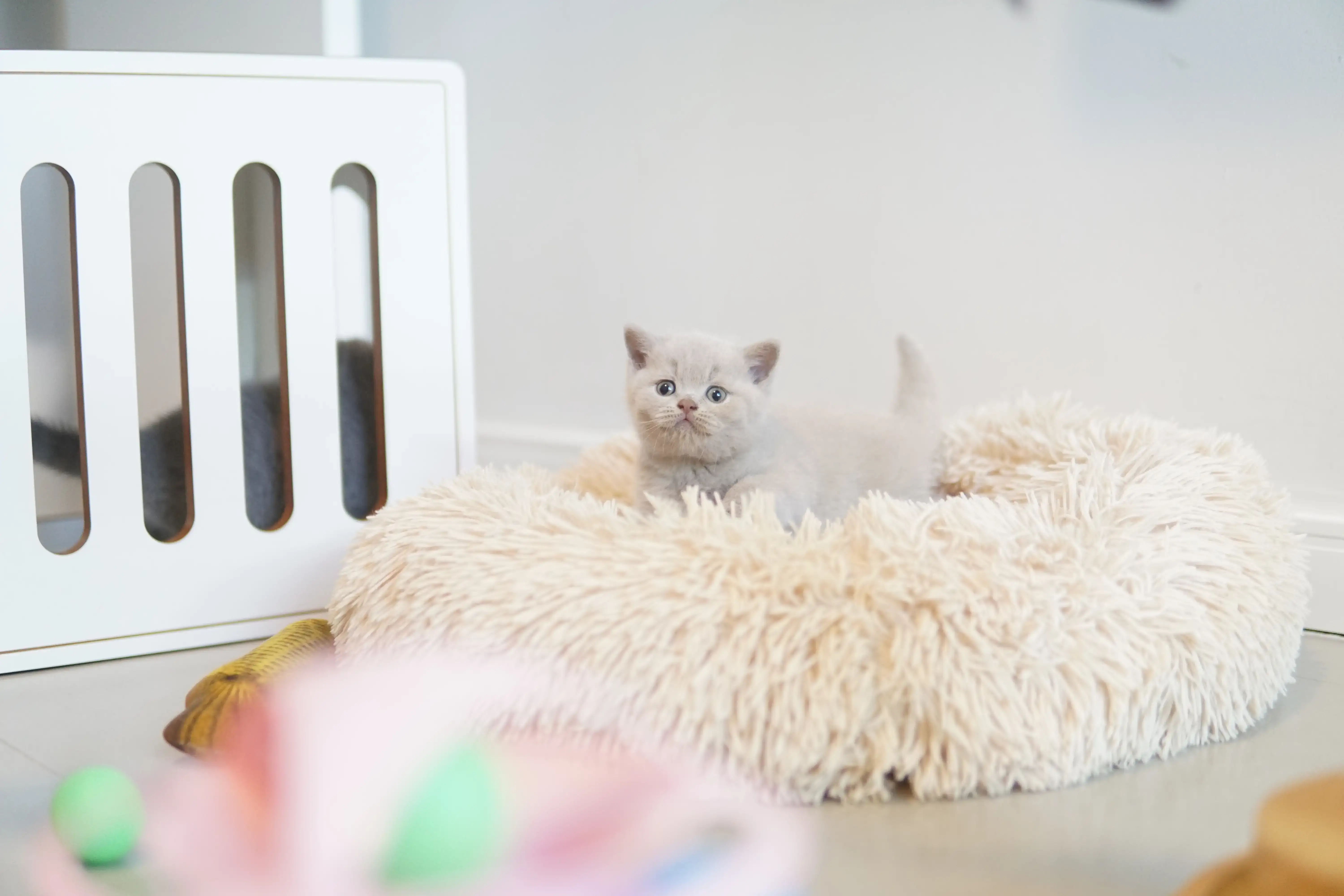 Kitten comfortably settled on the cushion