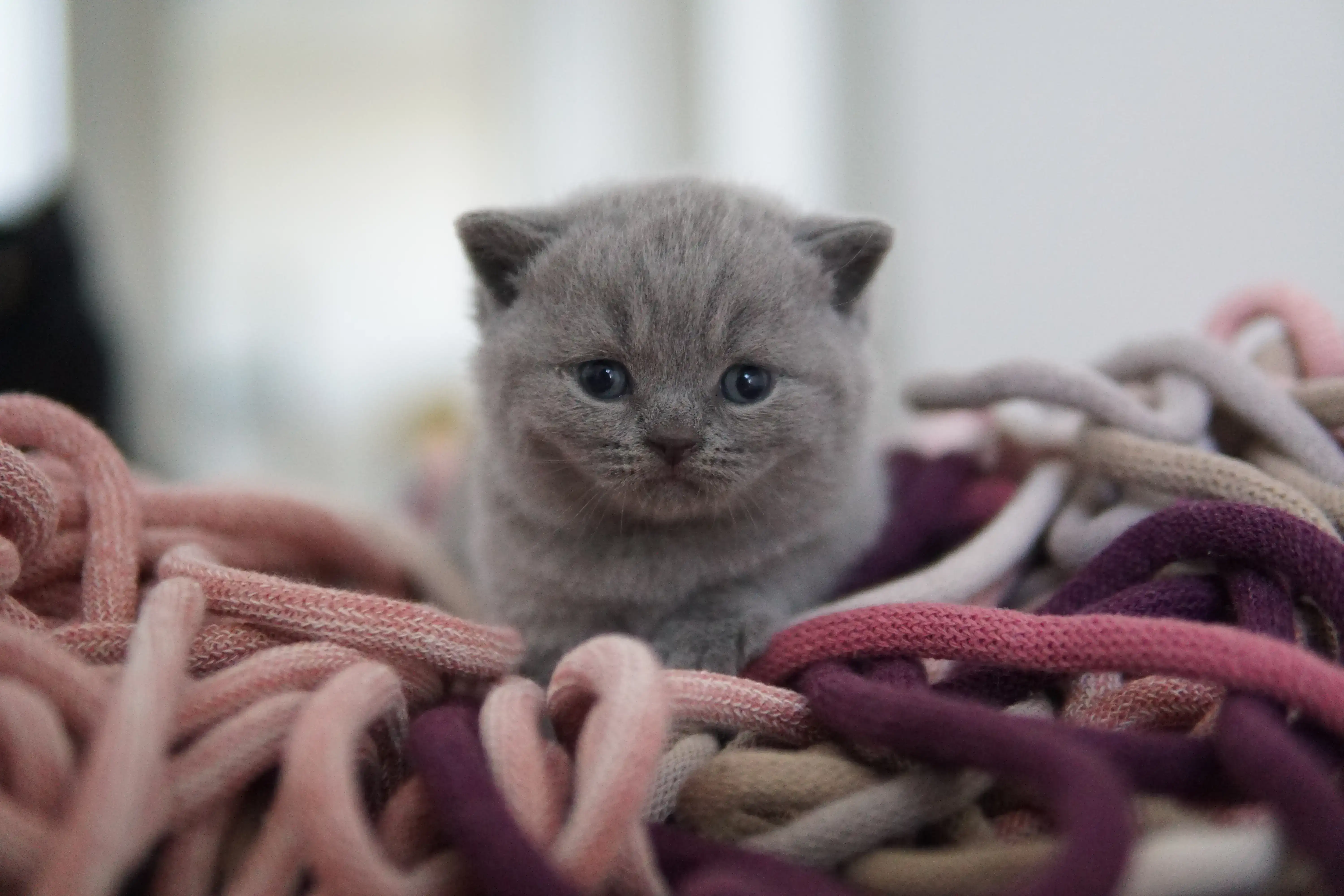 Kitten looking curiously at the toy
