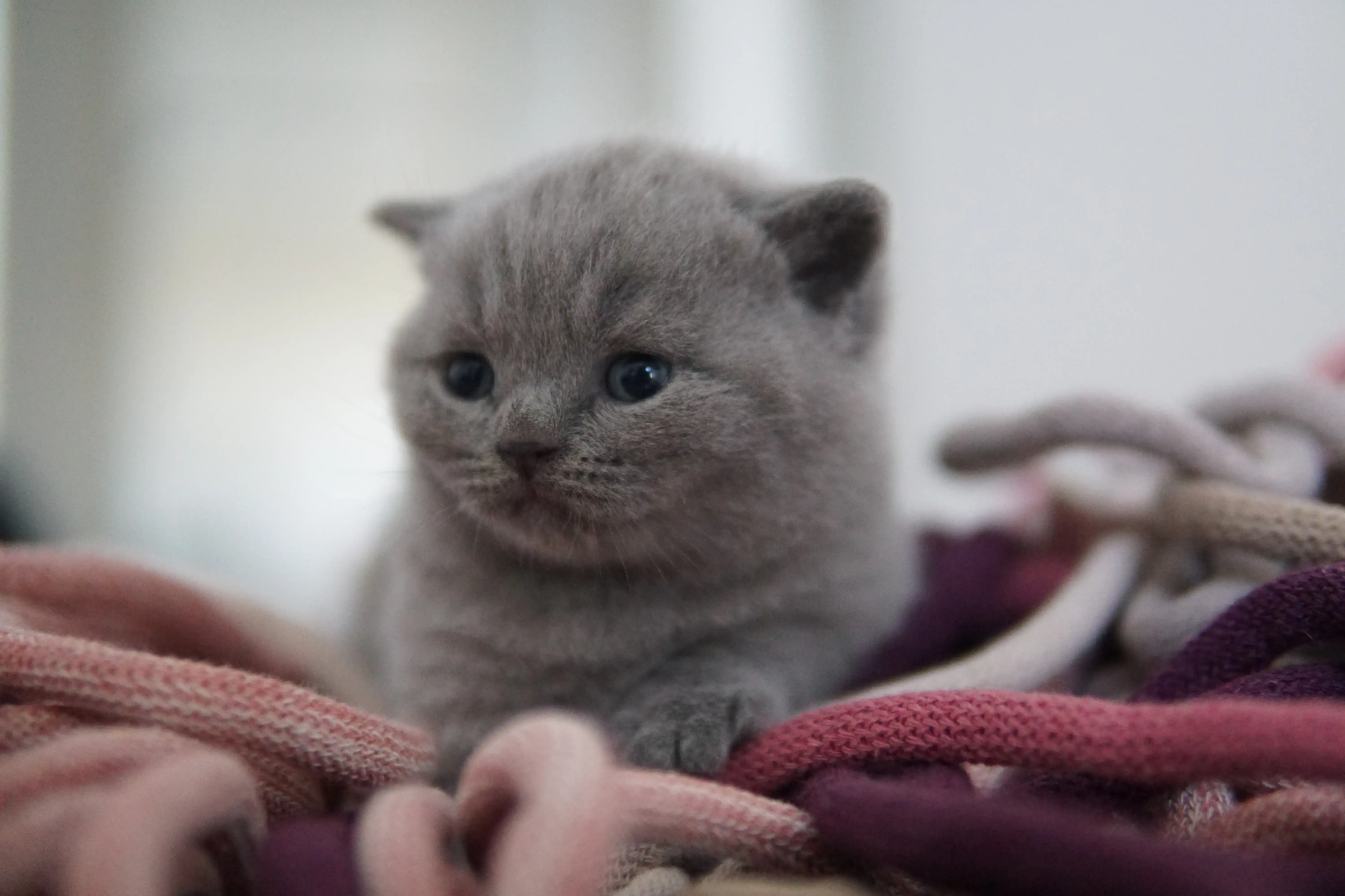 Kitten walking on the fluffy rug