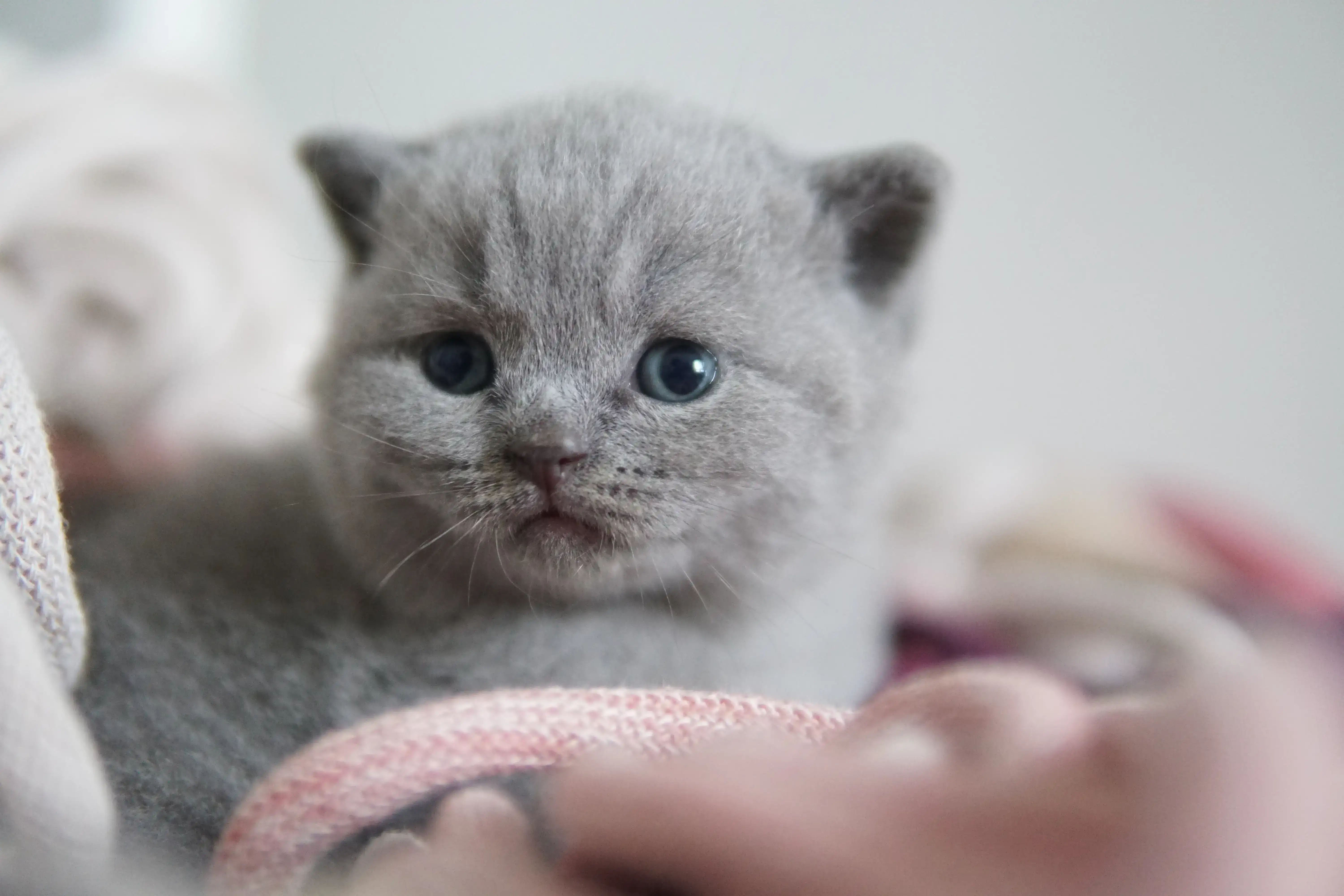 Kitten with a focused and curious gaze