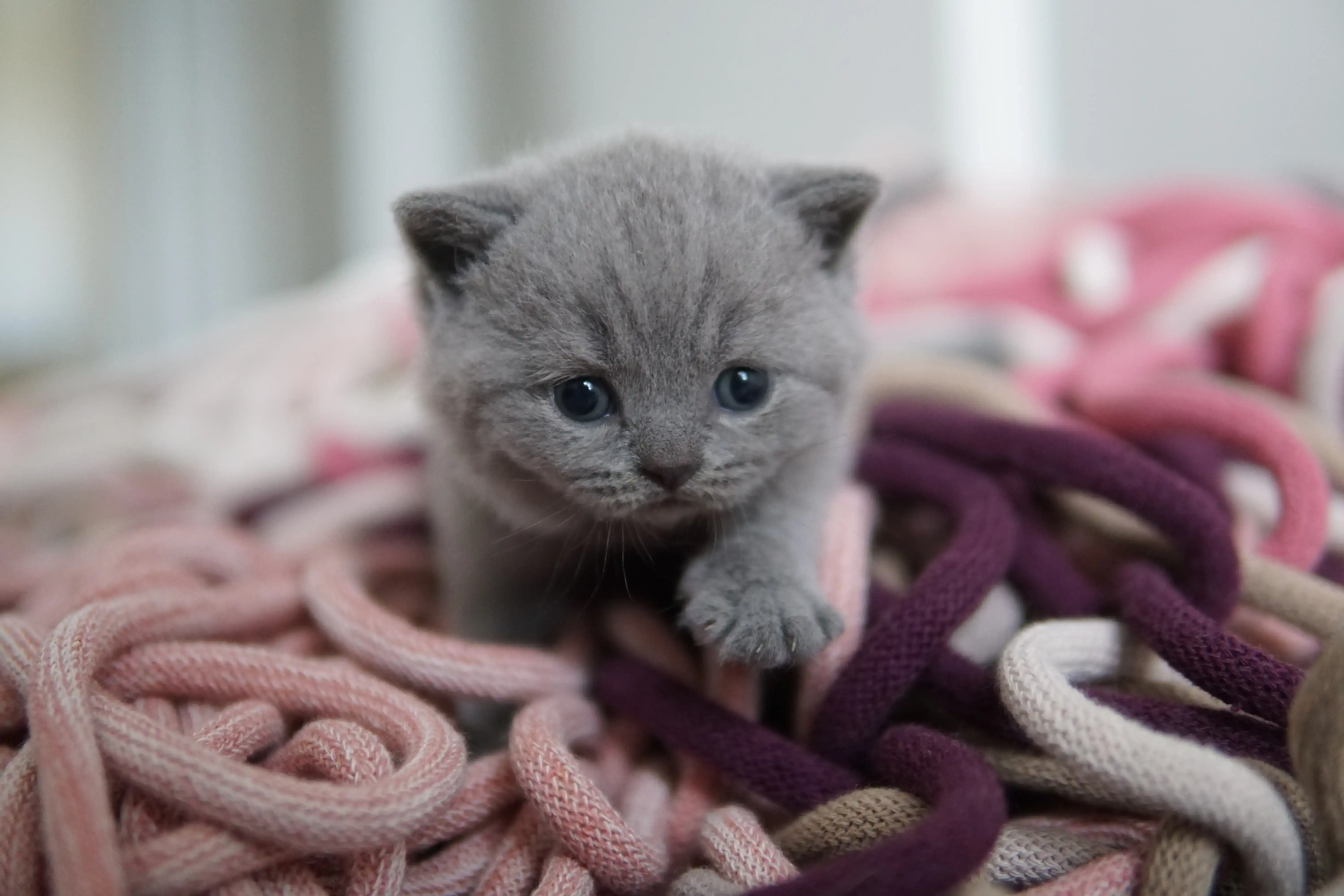 Kitten walking confidently through the space