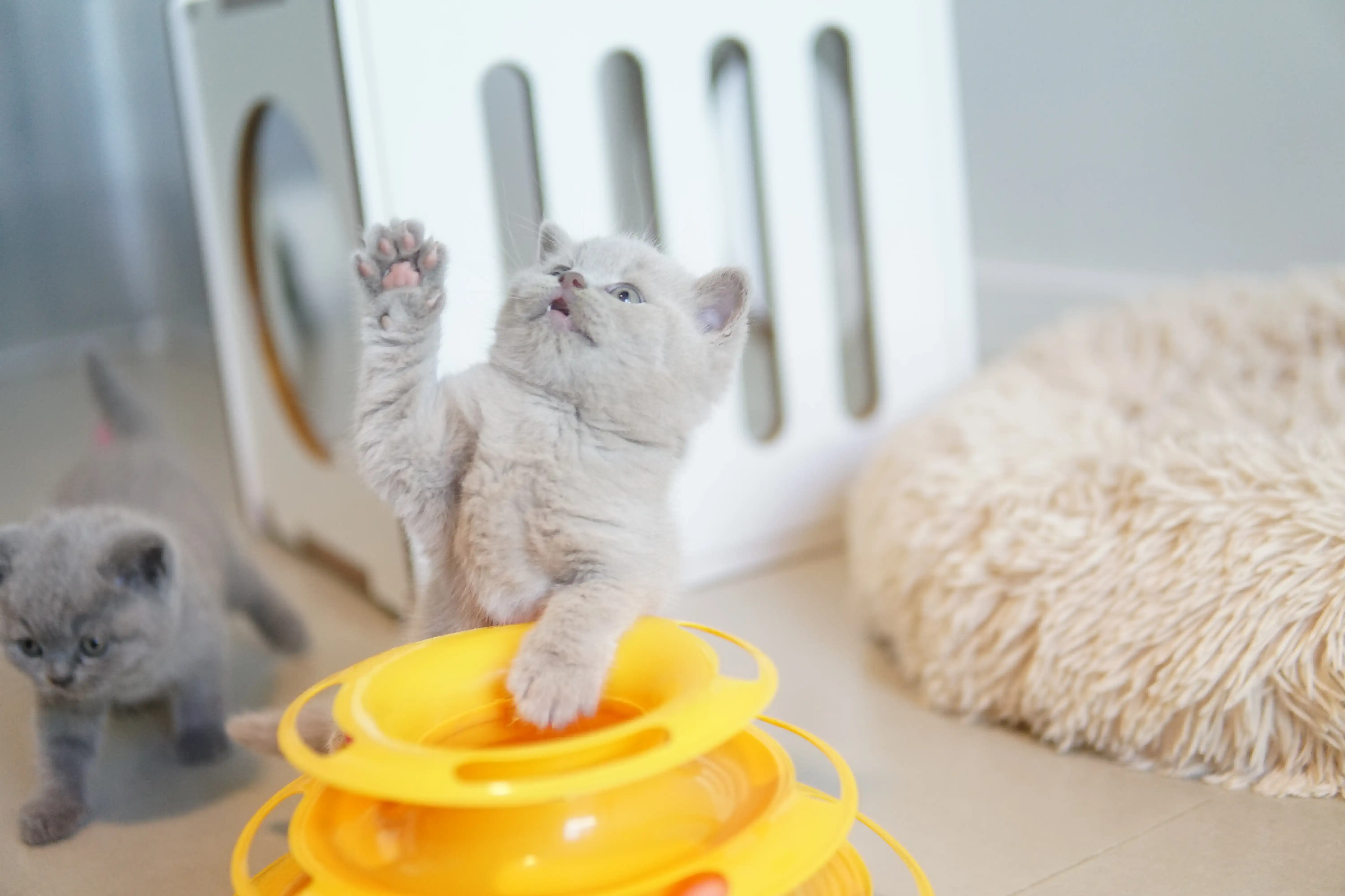 Kitten interacting with the scratching post