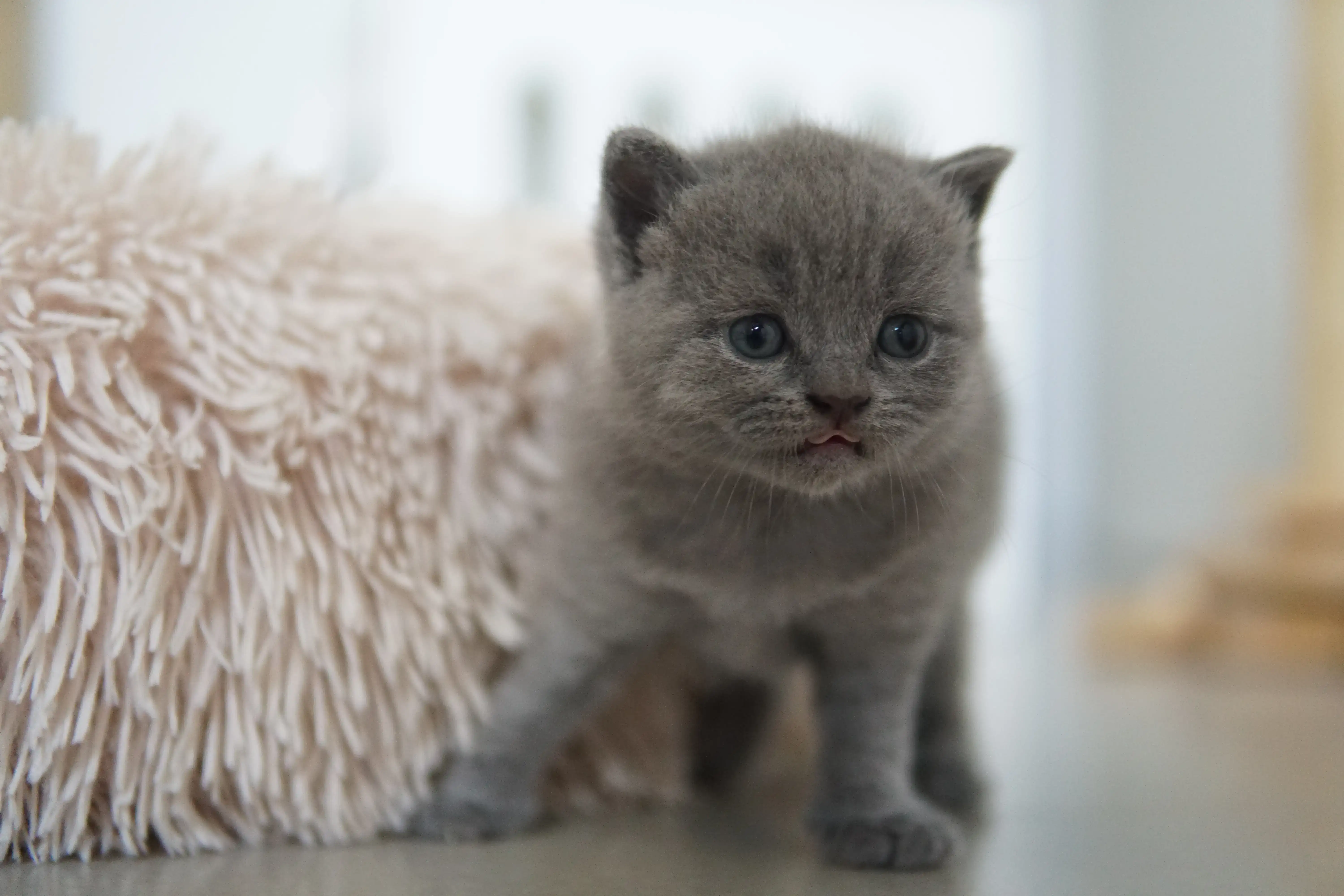 Kitten ready for another nap