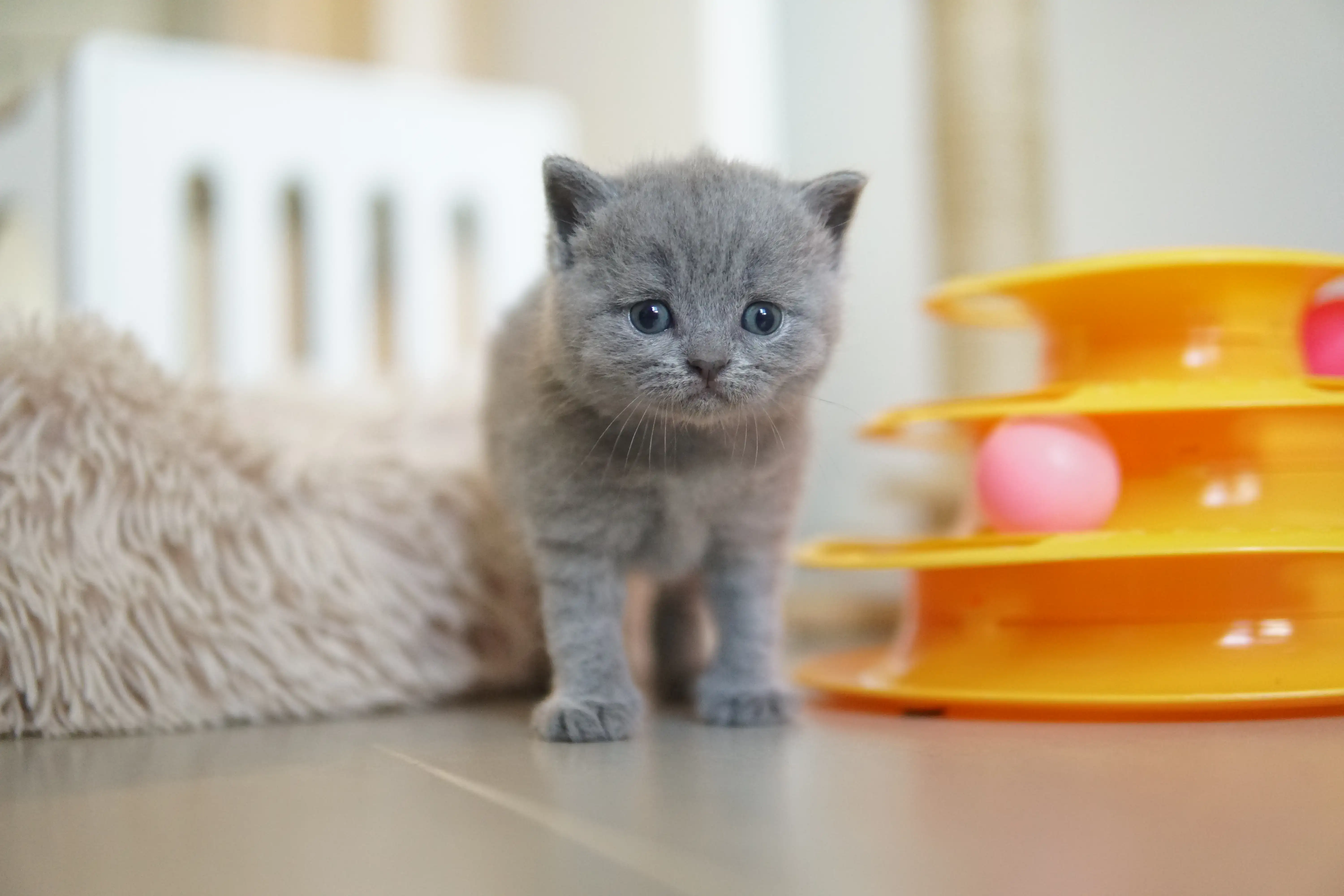 Kitten observing serenely