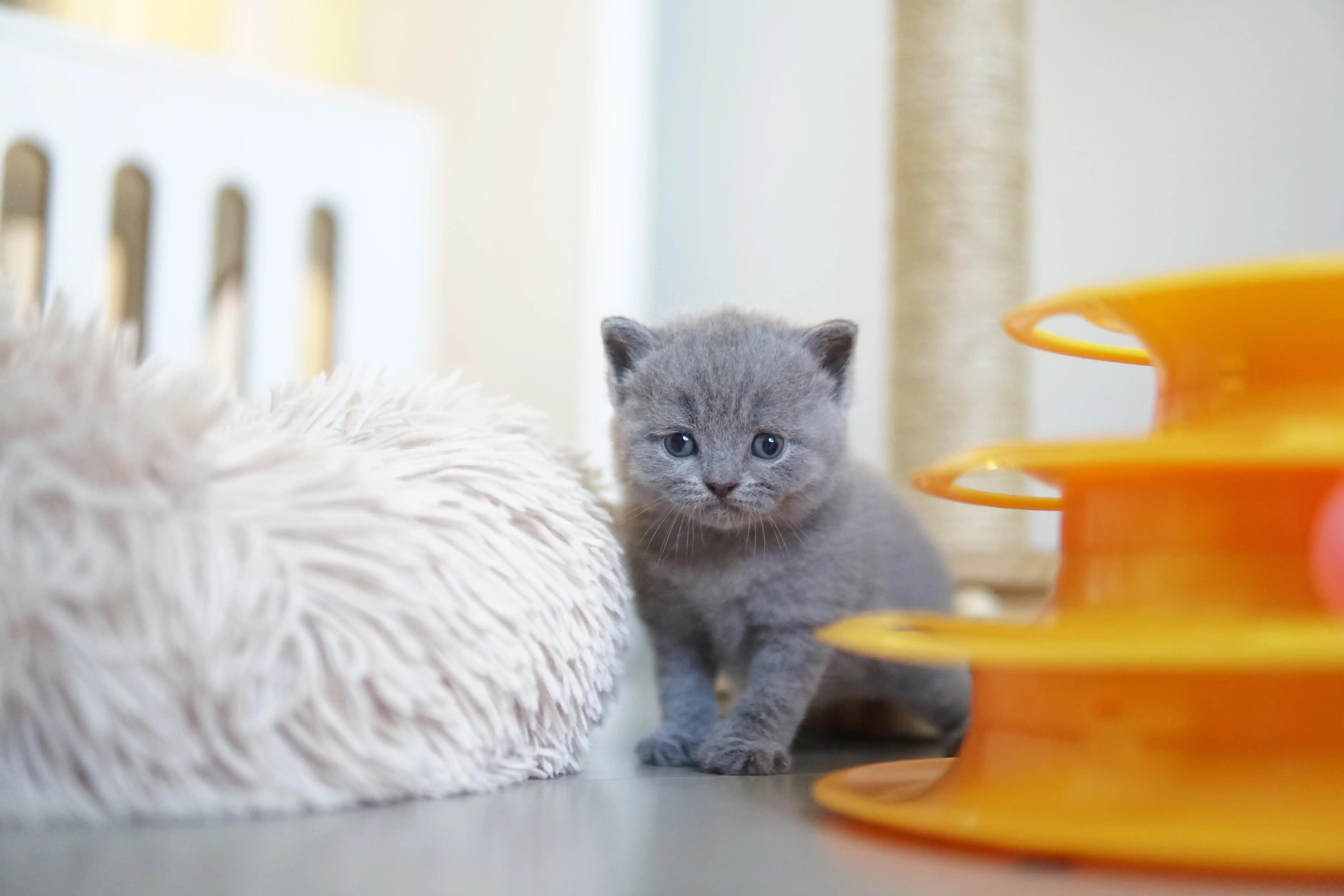 Kitten playing next to the orange toy
