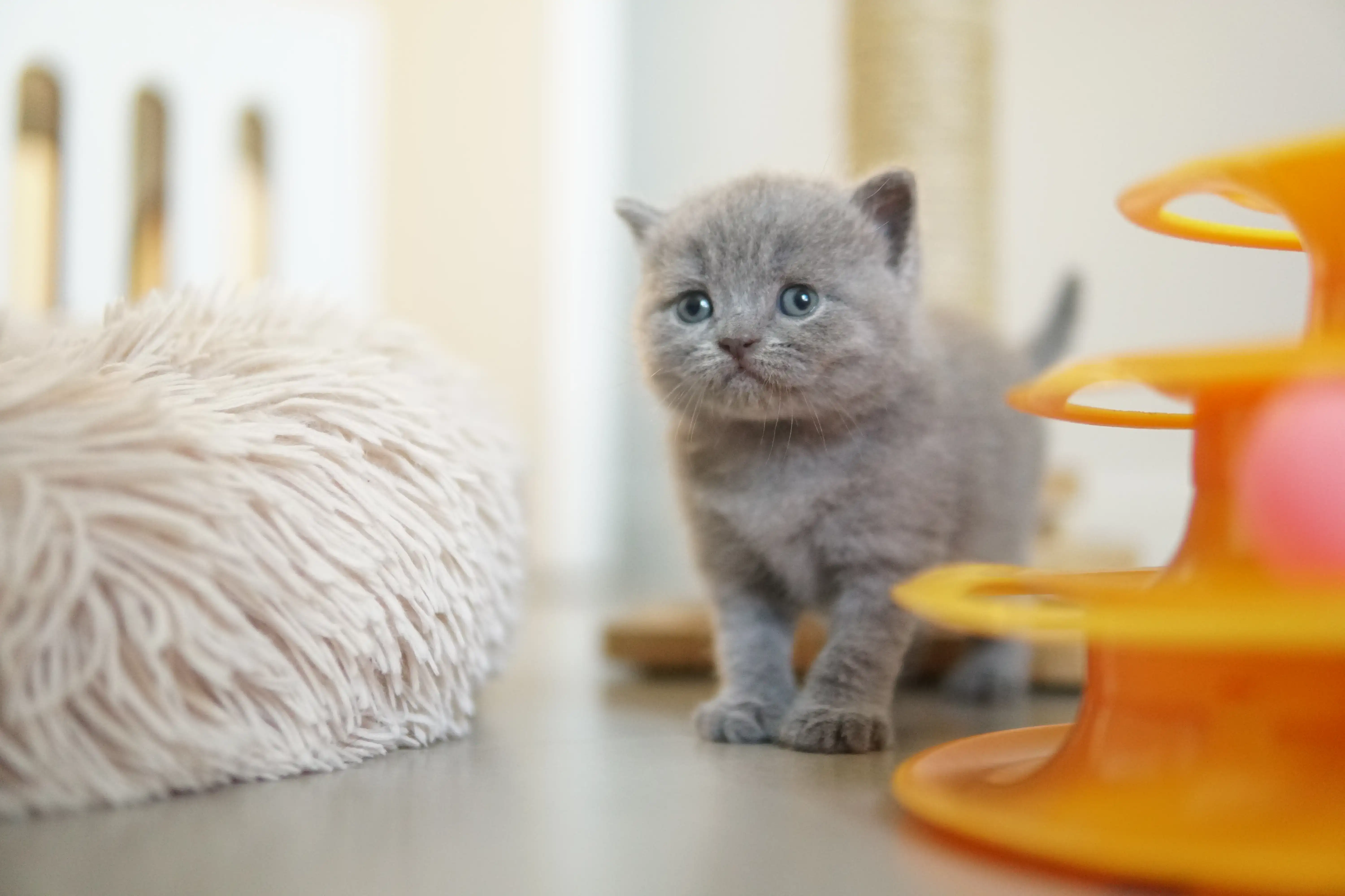 Kitten lying comfortably on the cushion