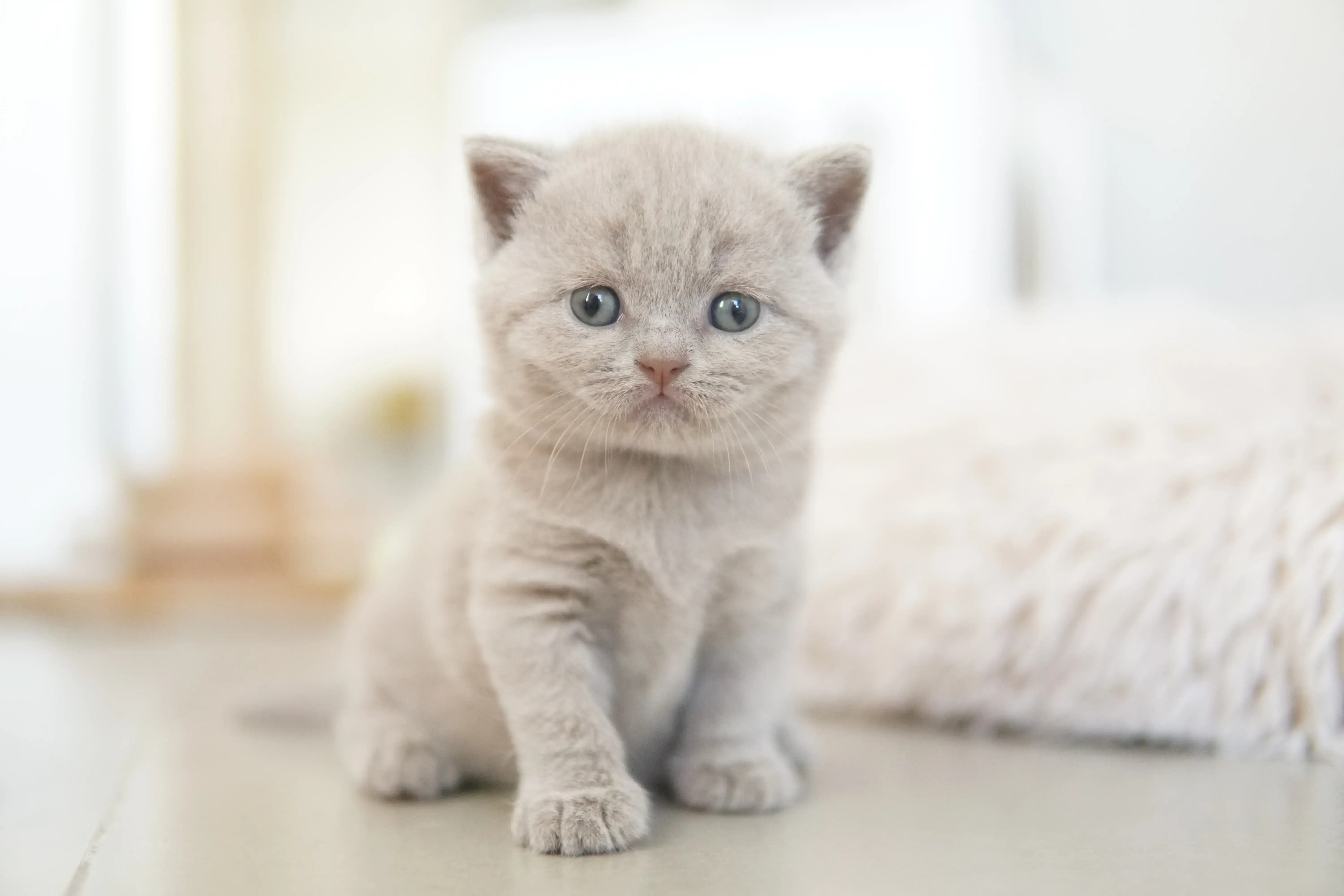 Kitten investigating the environment attentively