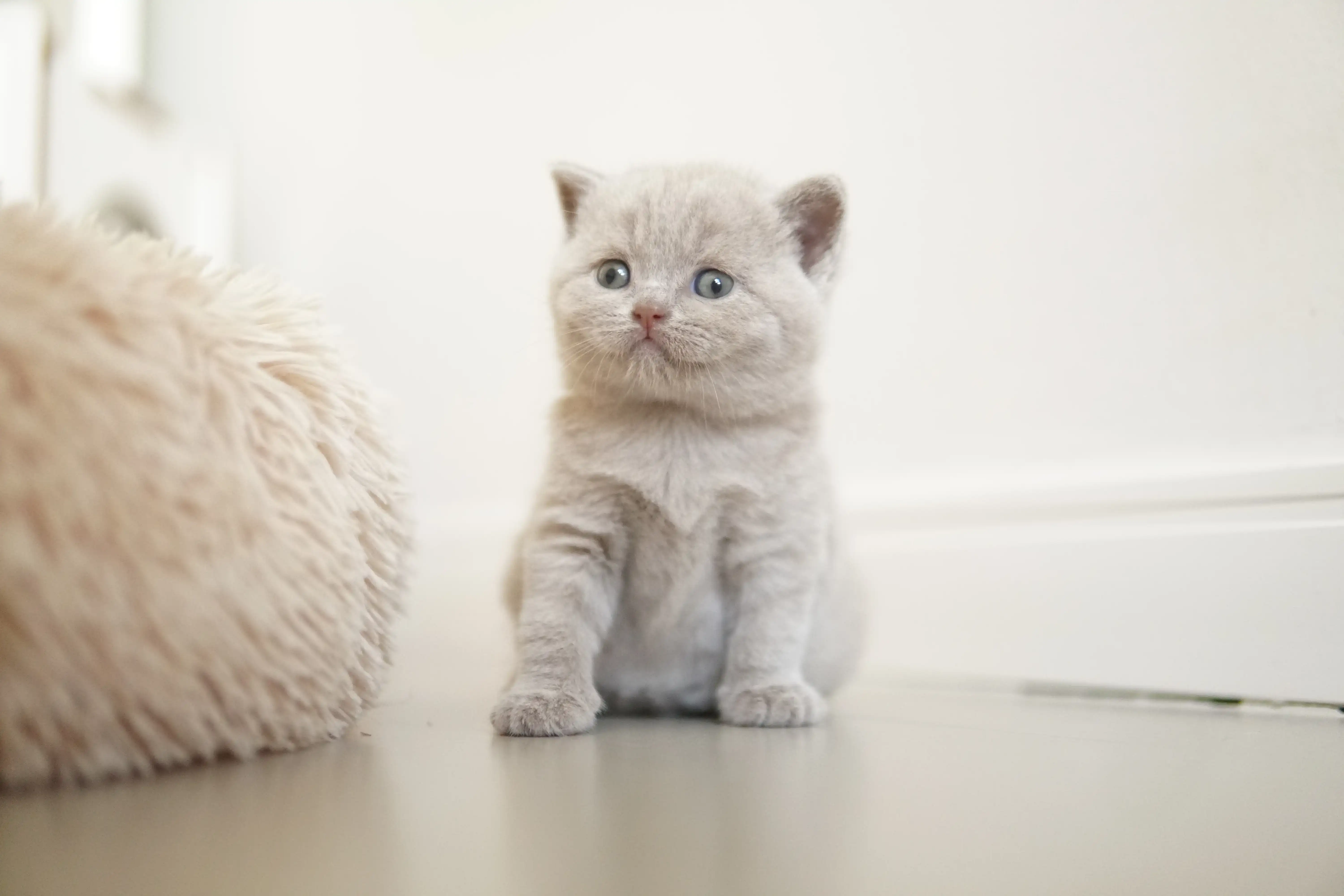Kitten near the fluffy cushion