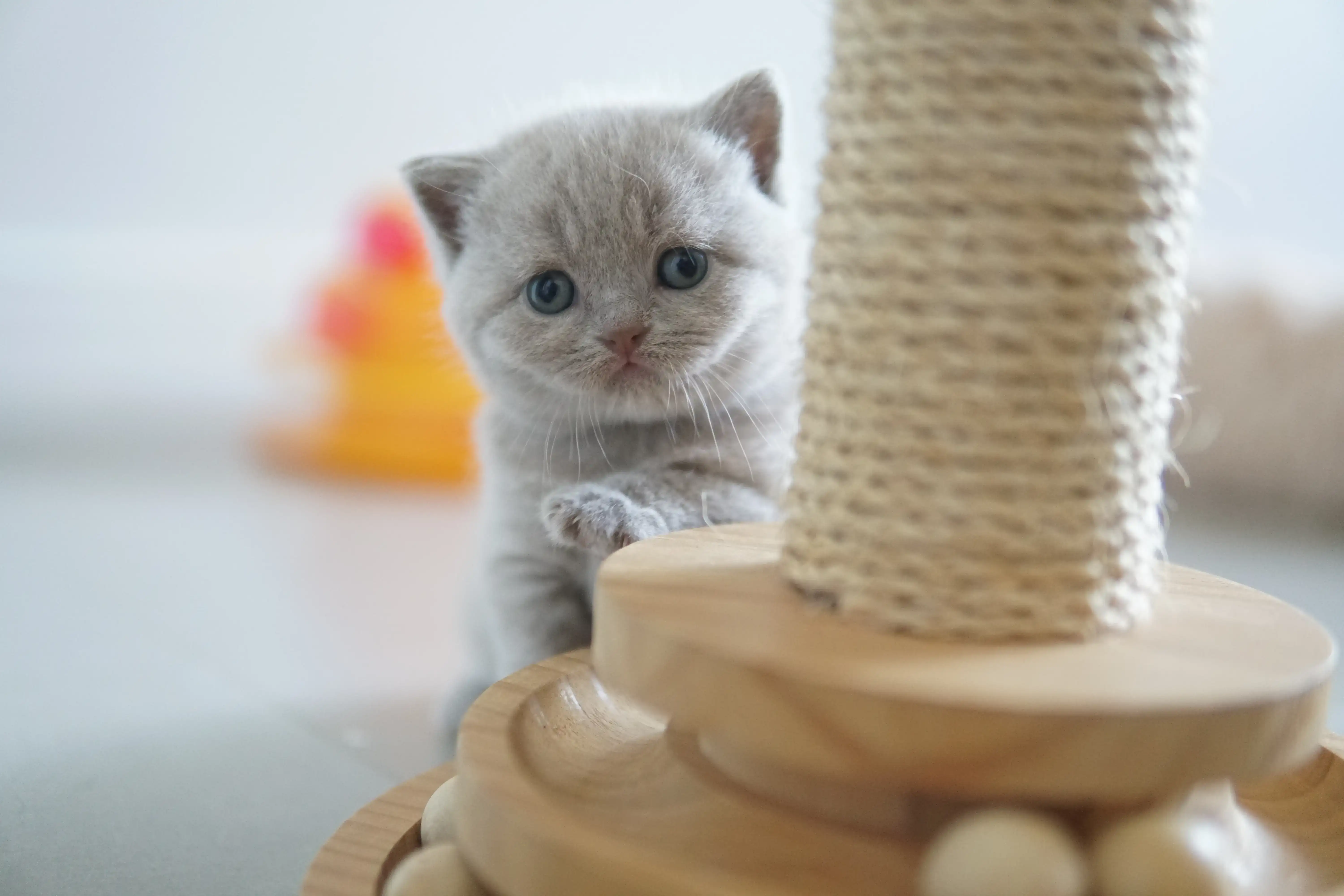 Kitten showing all the cuteness