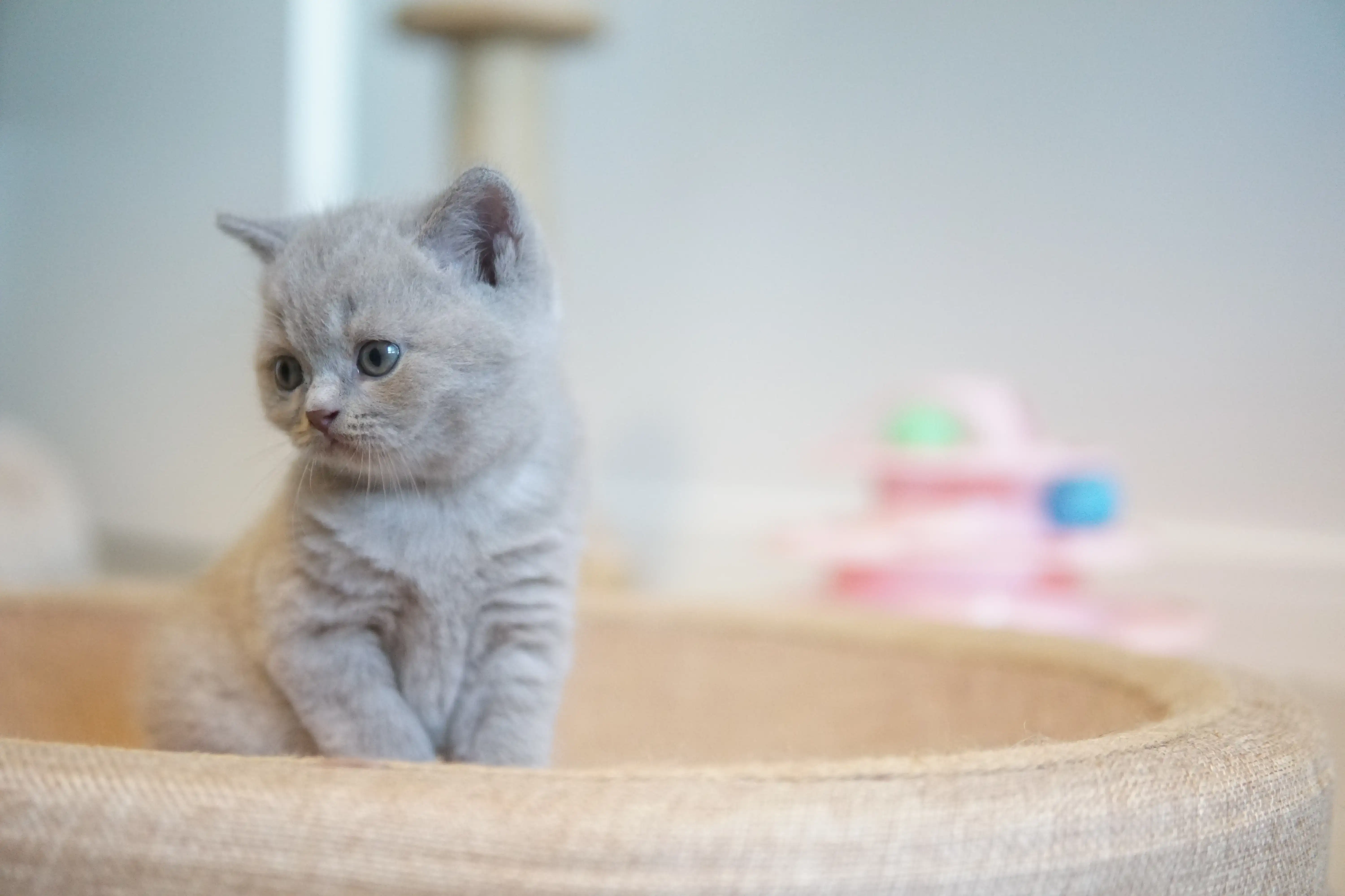 Kitten relaxing in the favorite corner