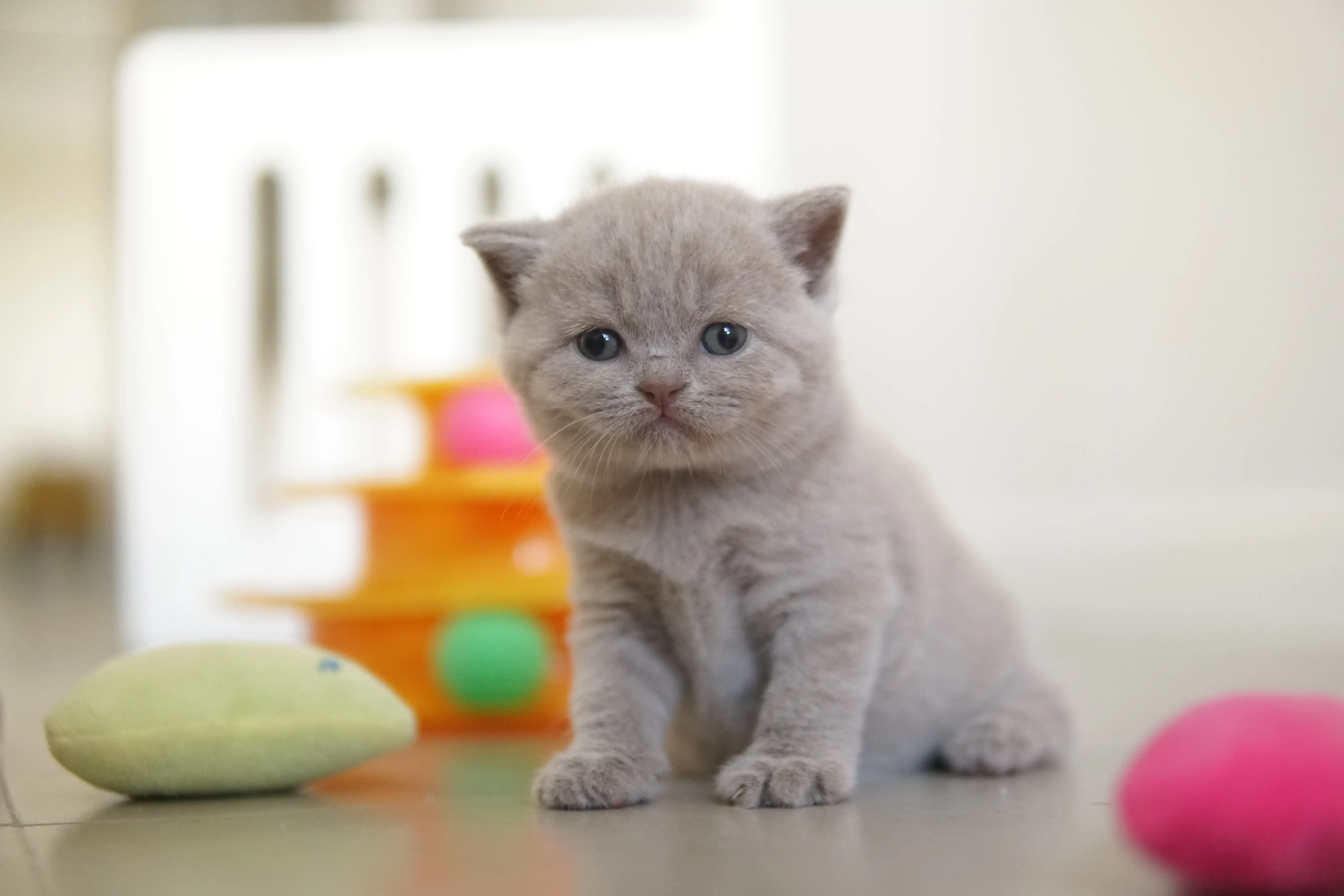 Kitten focused on the colorful toy