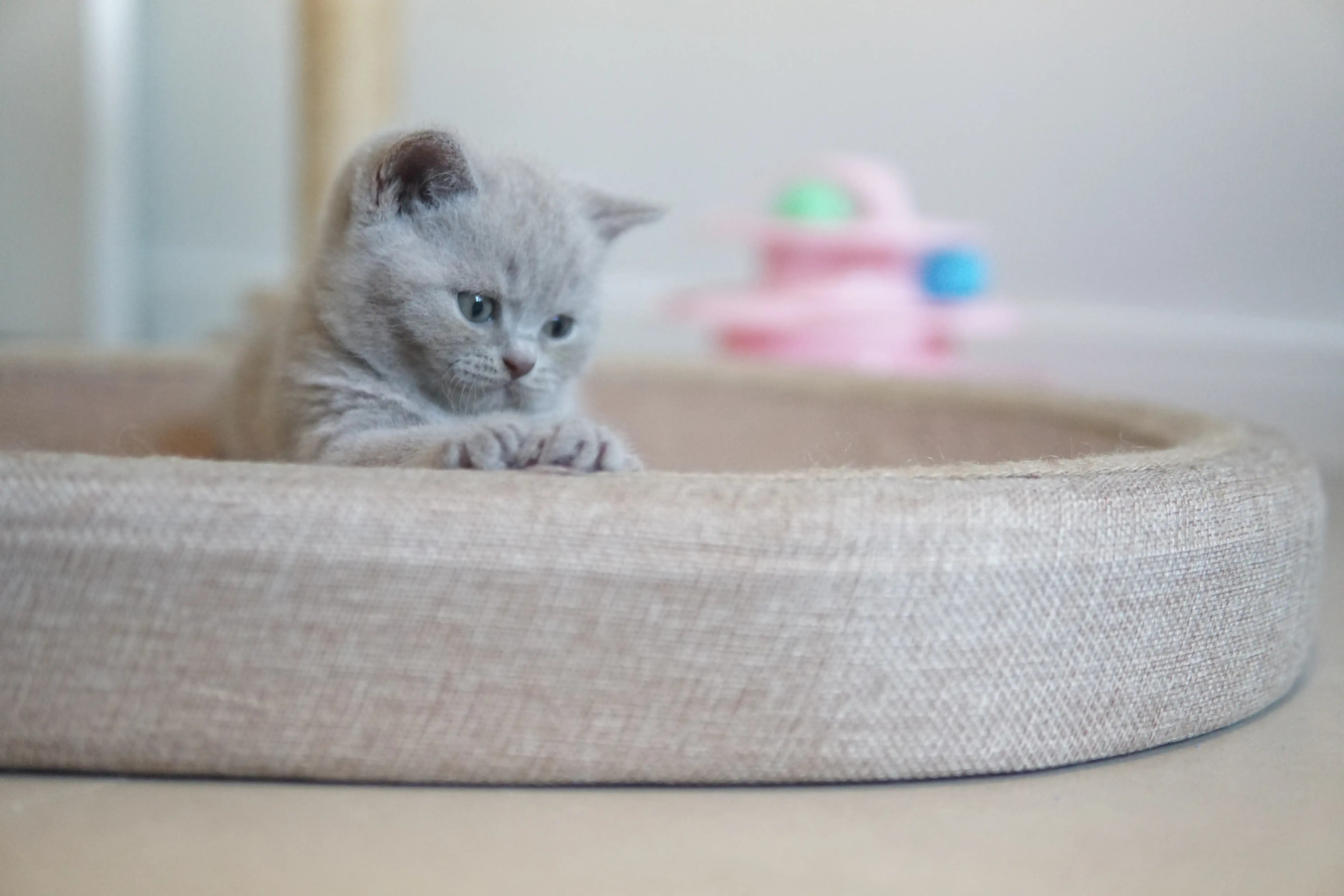 Kitten climbing the scratching post skillfully