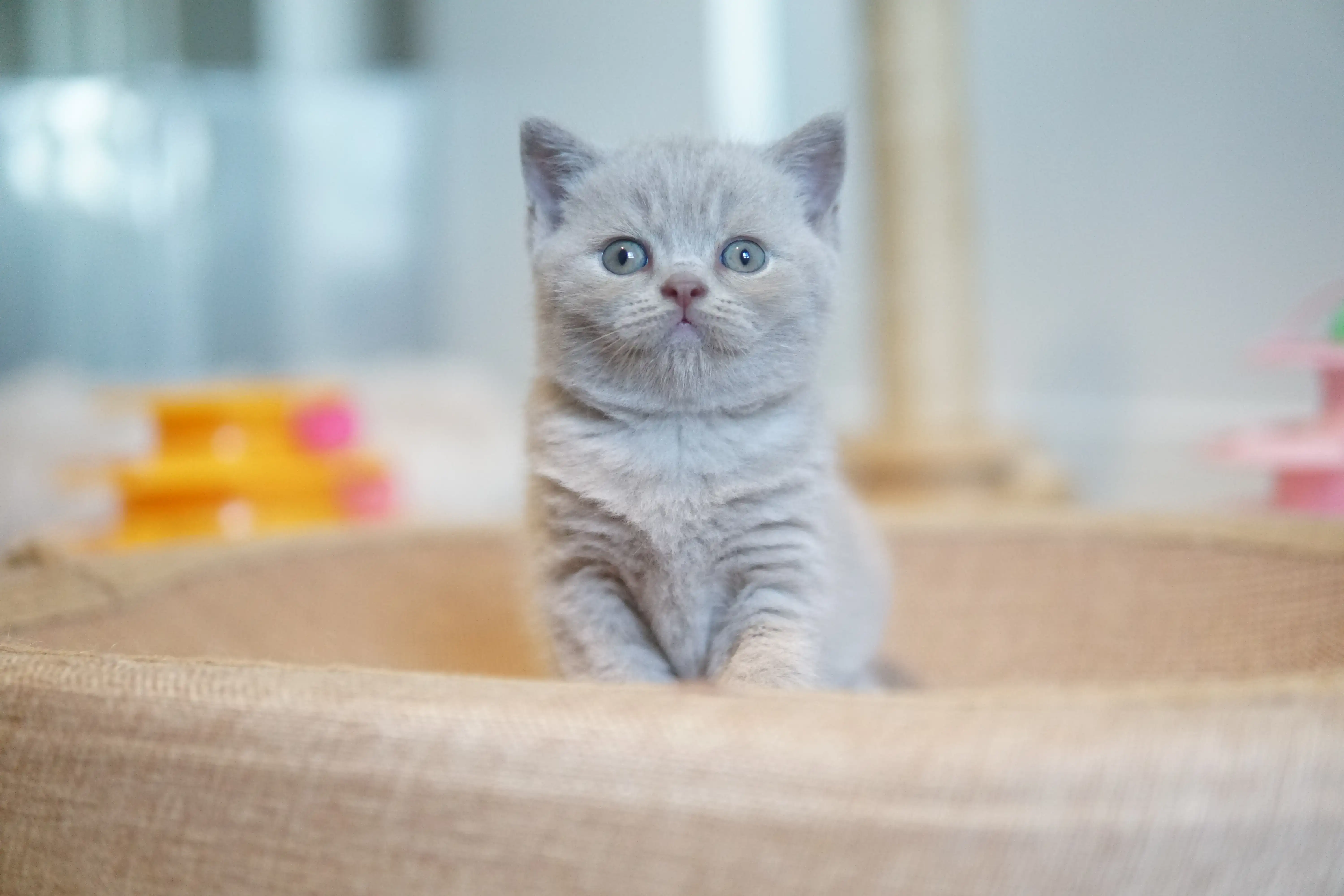 Kitten exploring new corners