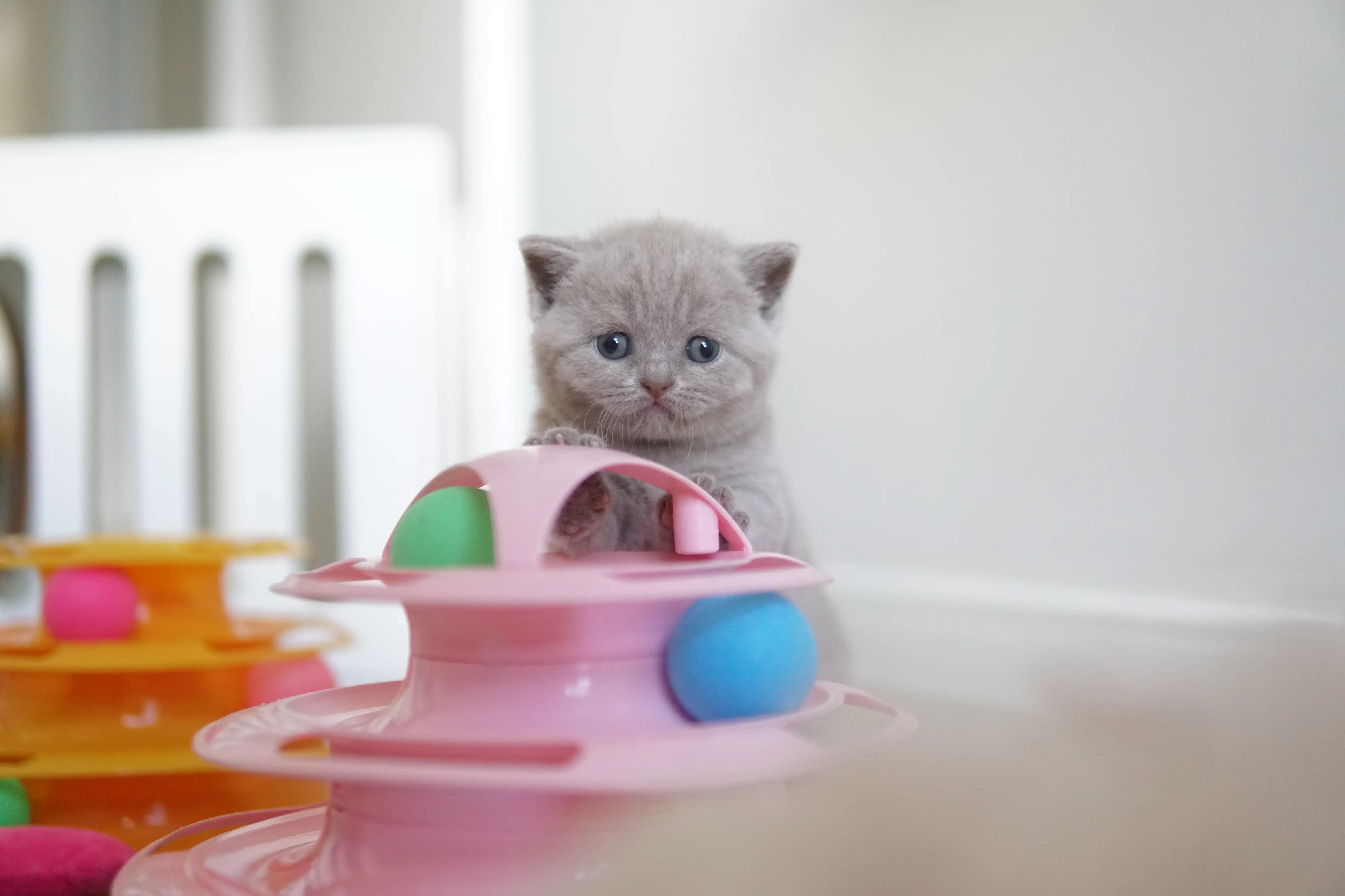 Kitten lying among the toys