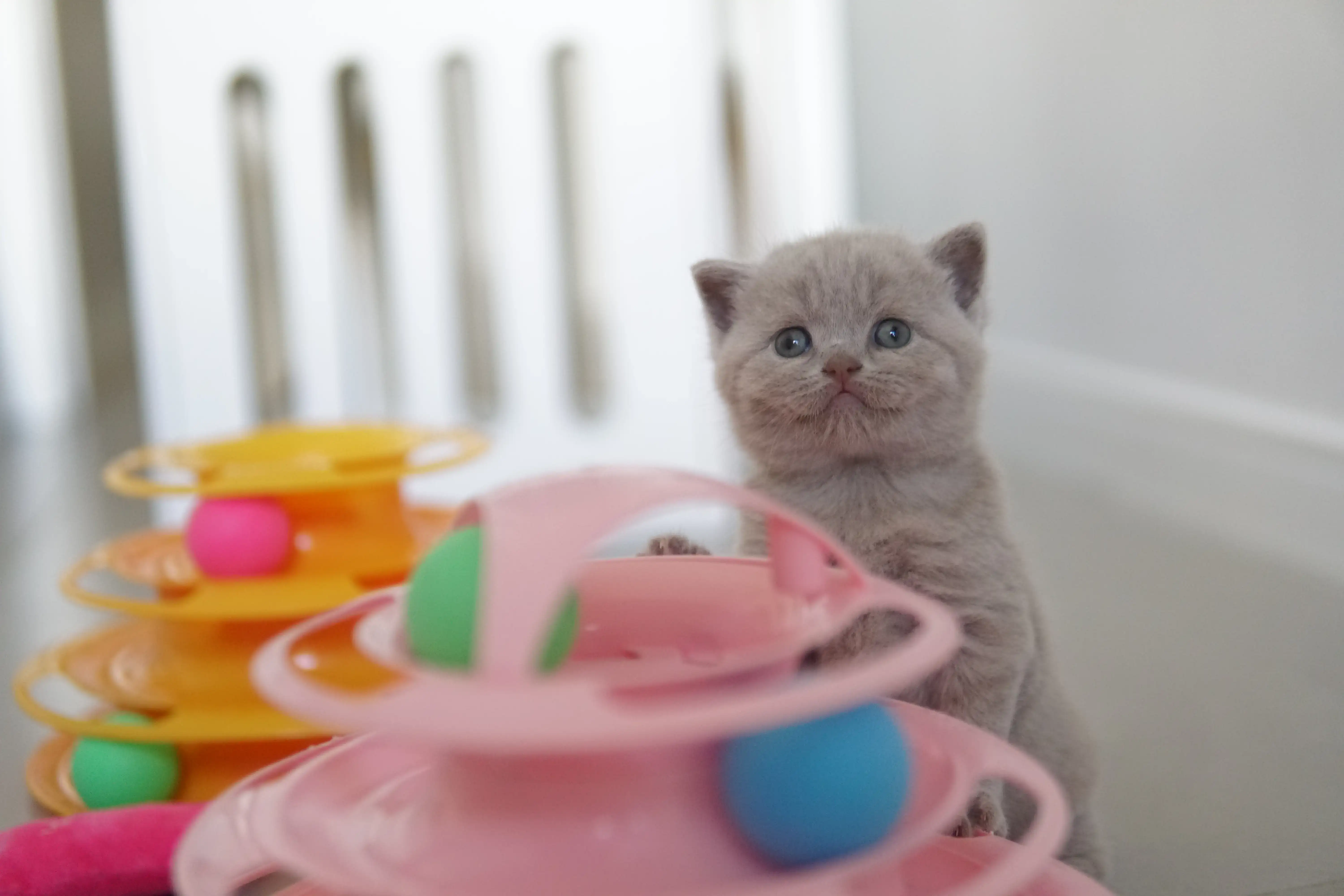Kitten showing confidence in the space