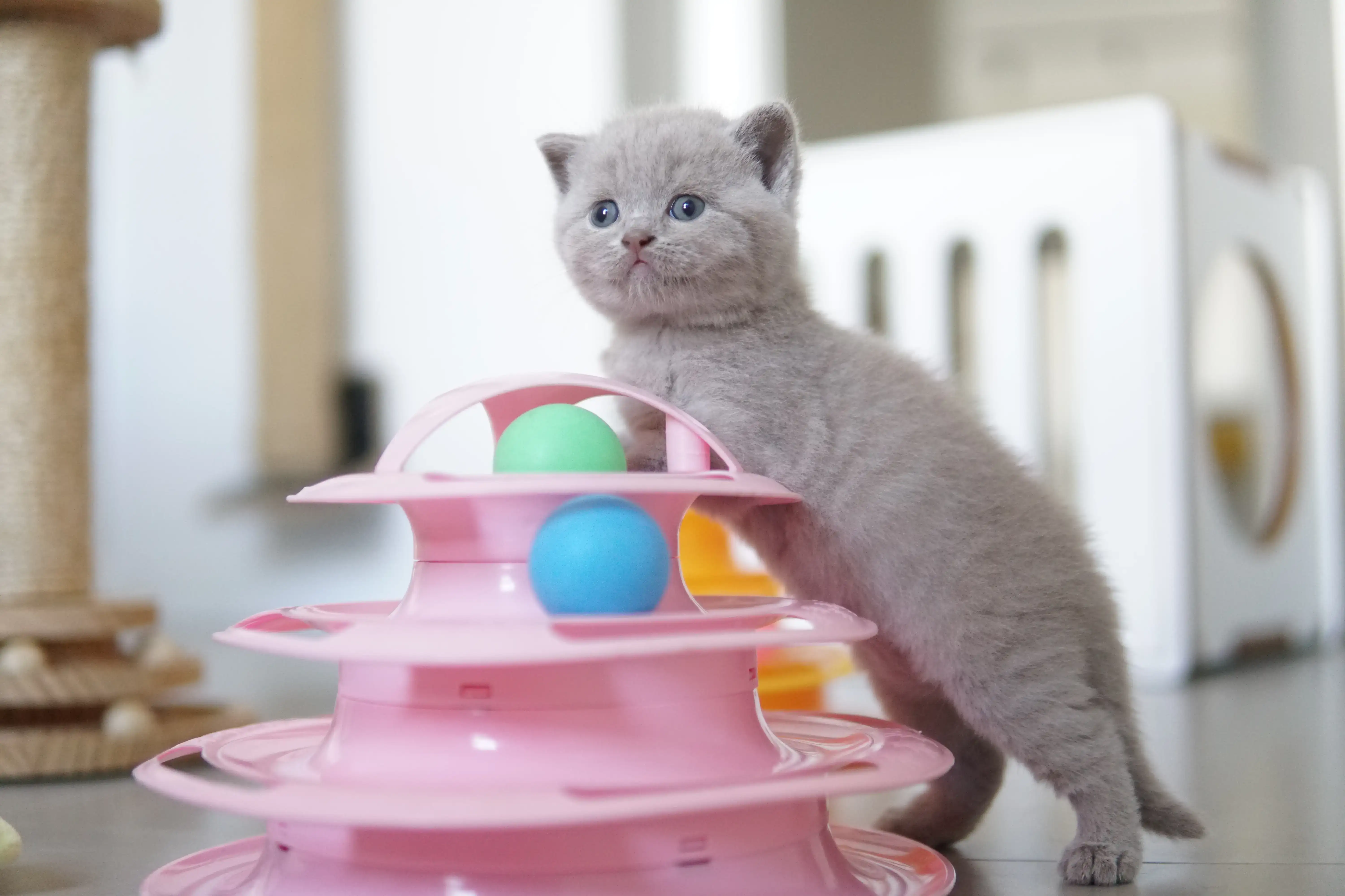 Kitten in another cute pose