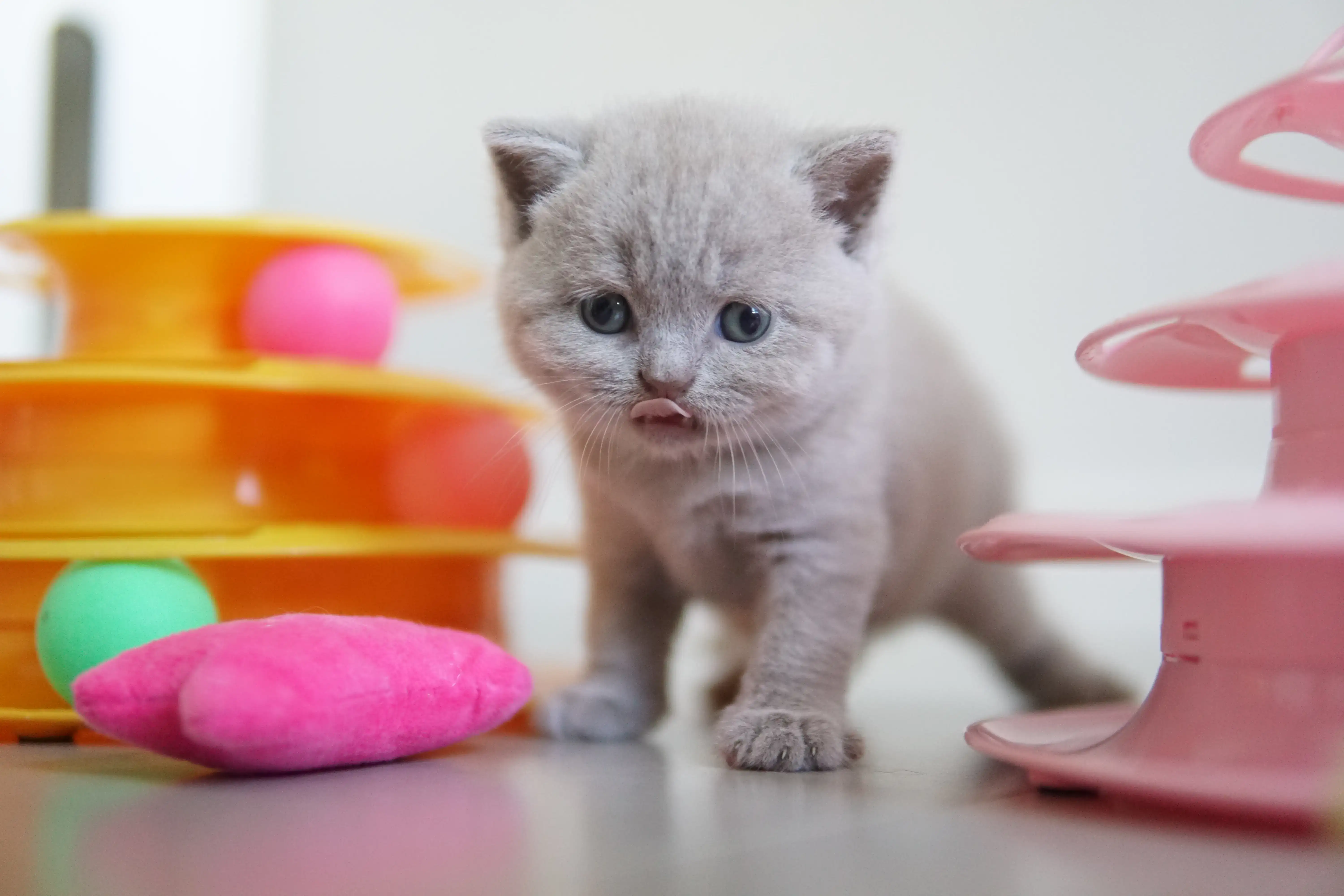Kitten playing with the stacking toy