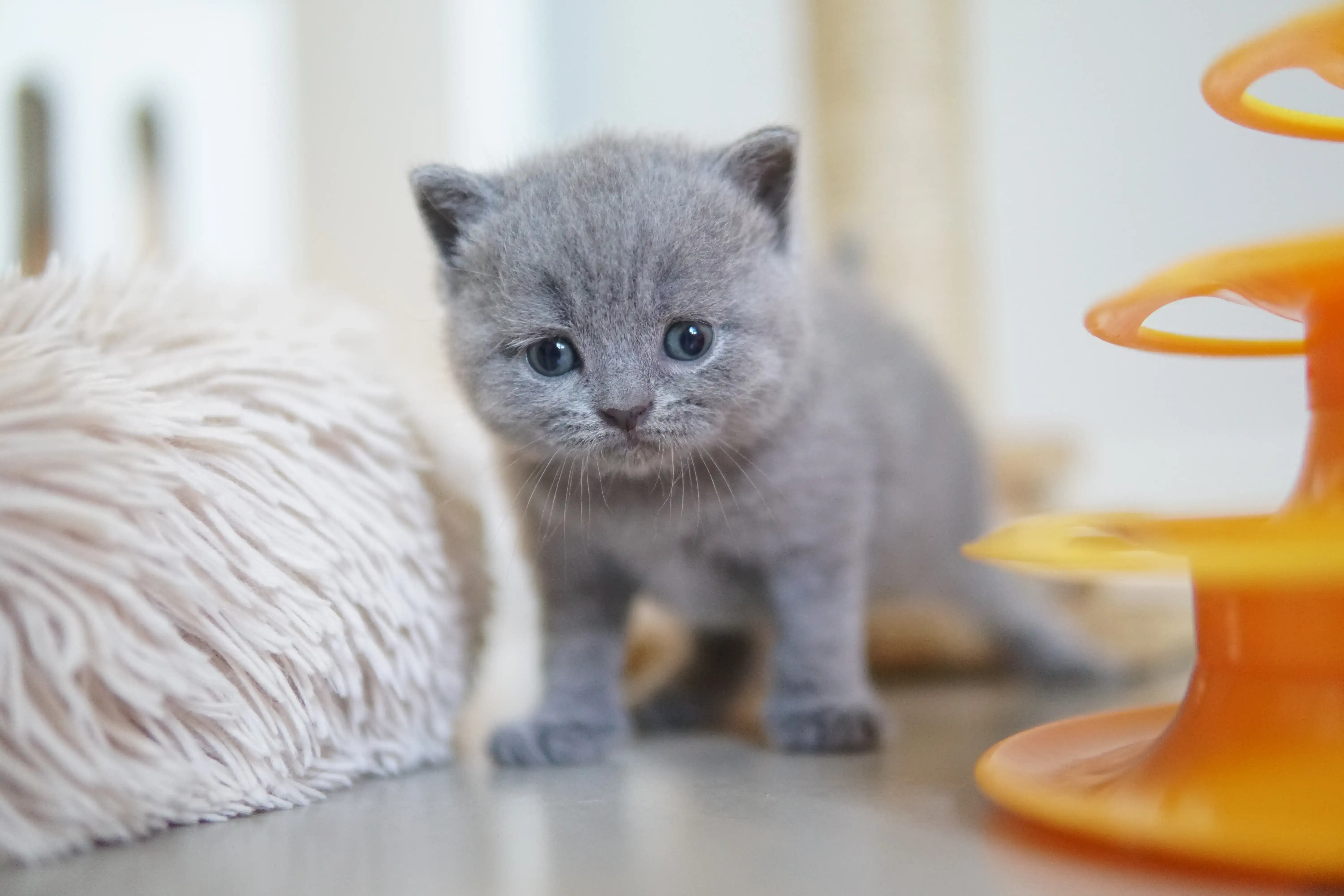 Kitten showing delicacy in the gaze