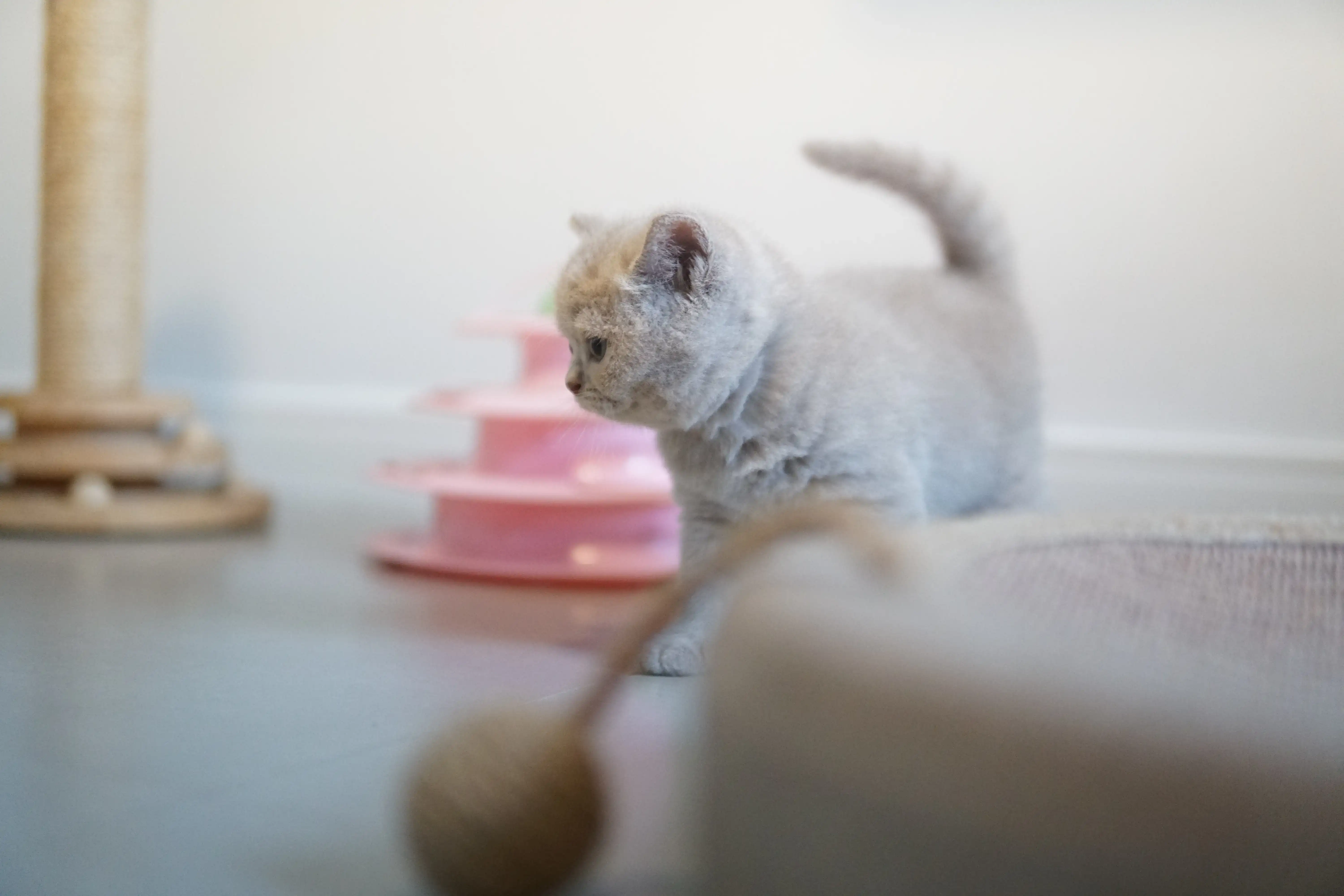 Kitten moving around with energy