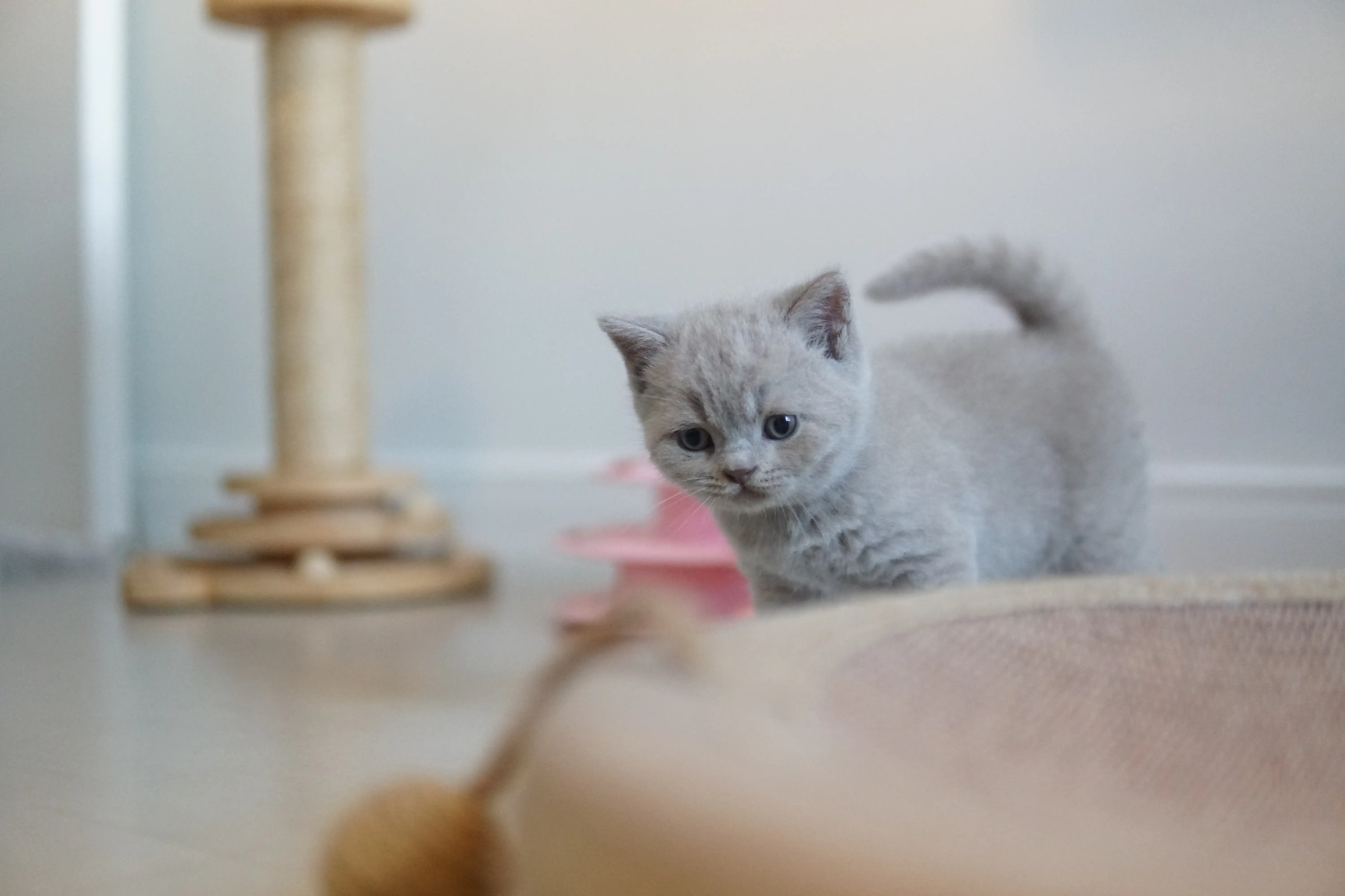 Kitten ready for a good nap