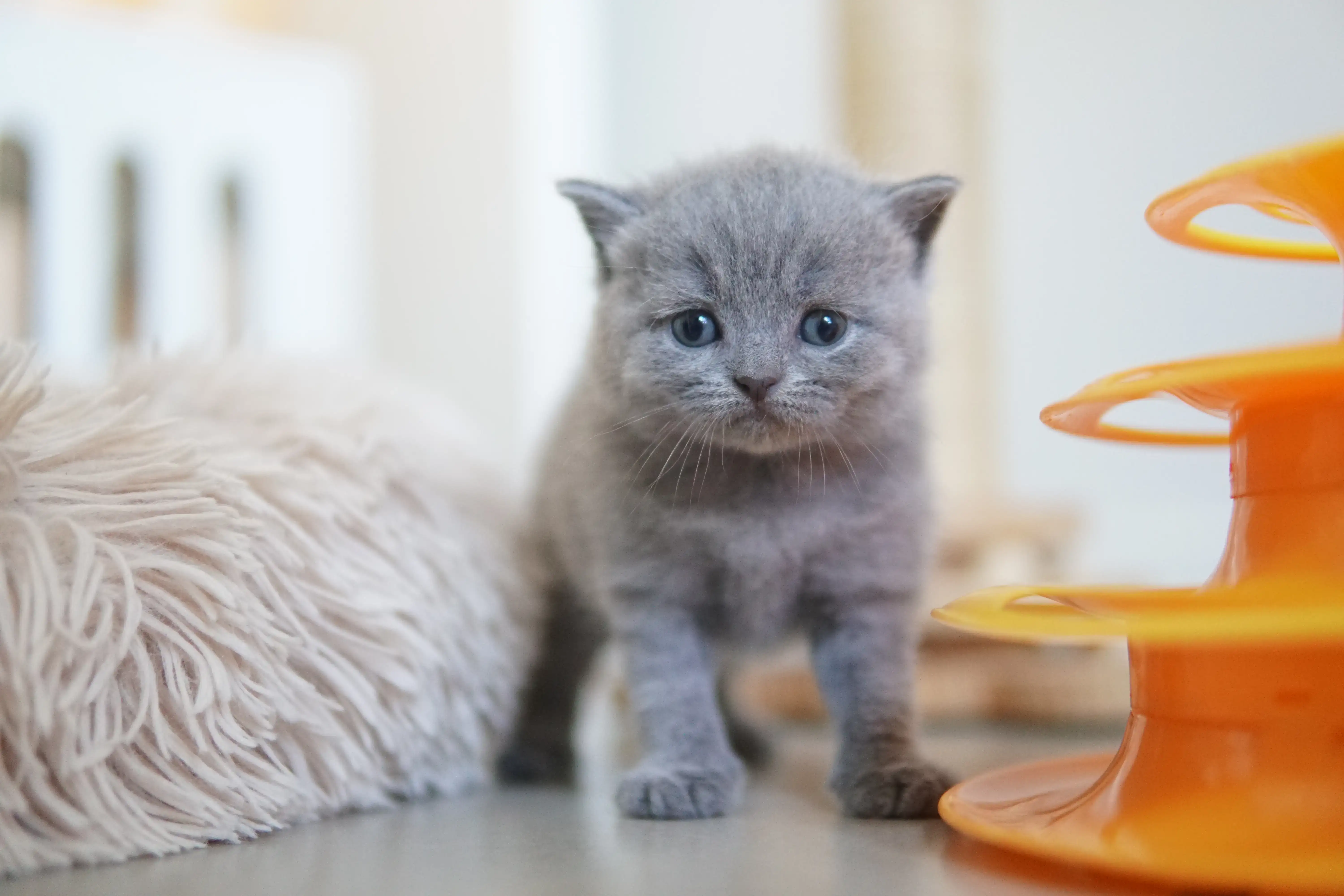 Kitten lying next to the orange toy