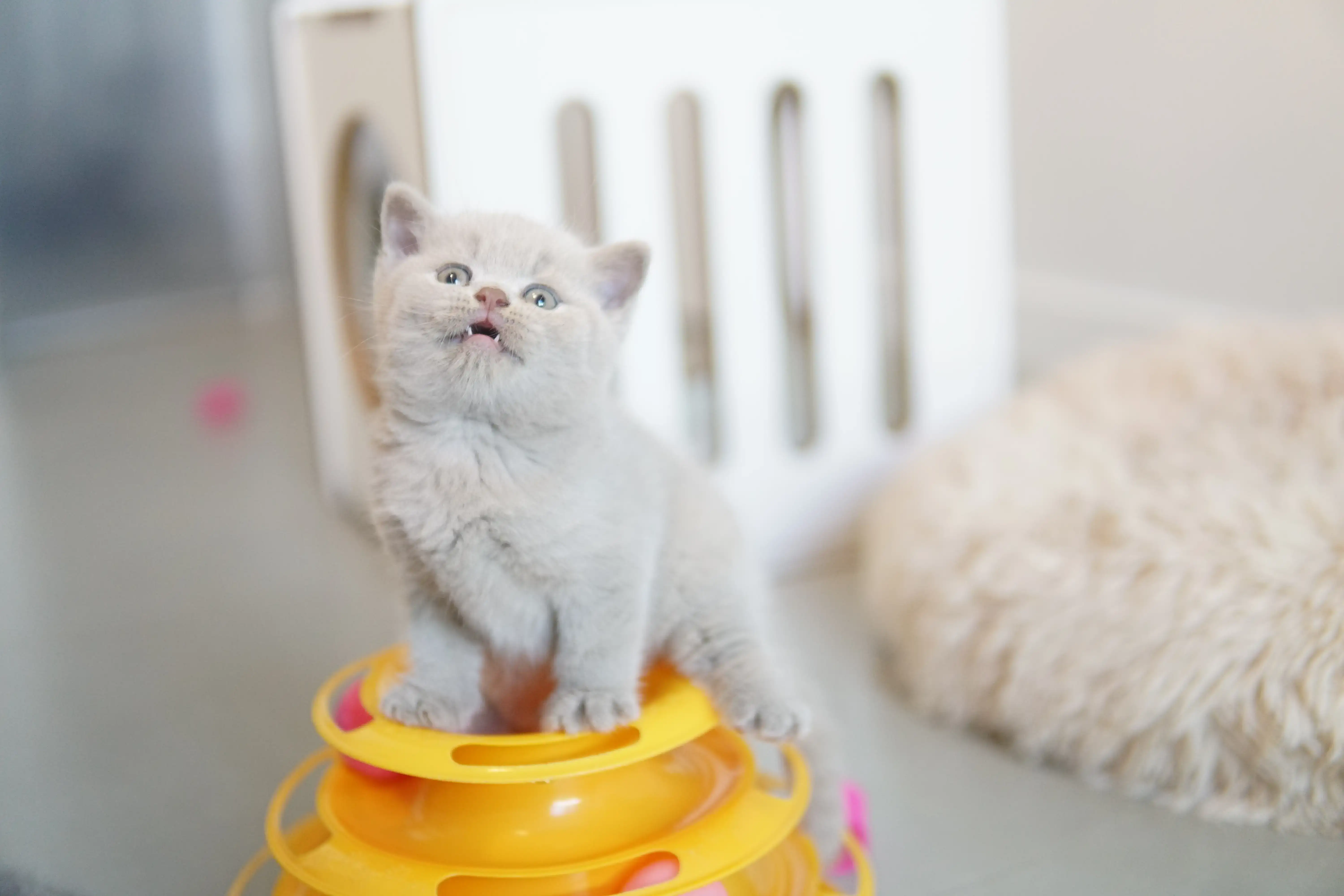 Kitten interacting with the scratching post and toys