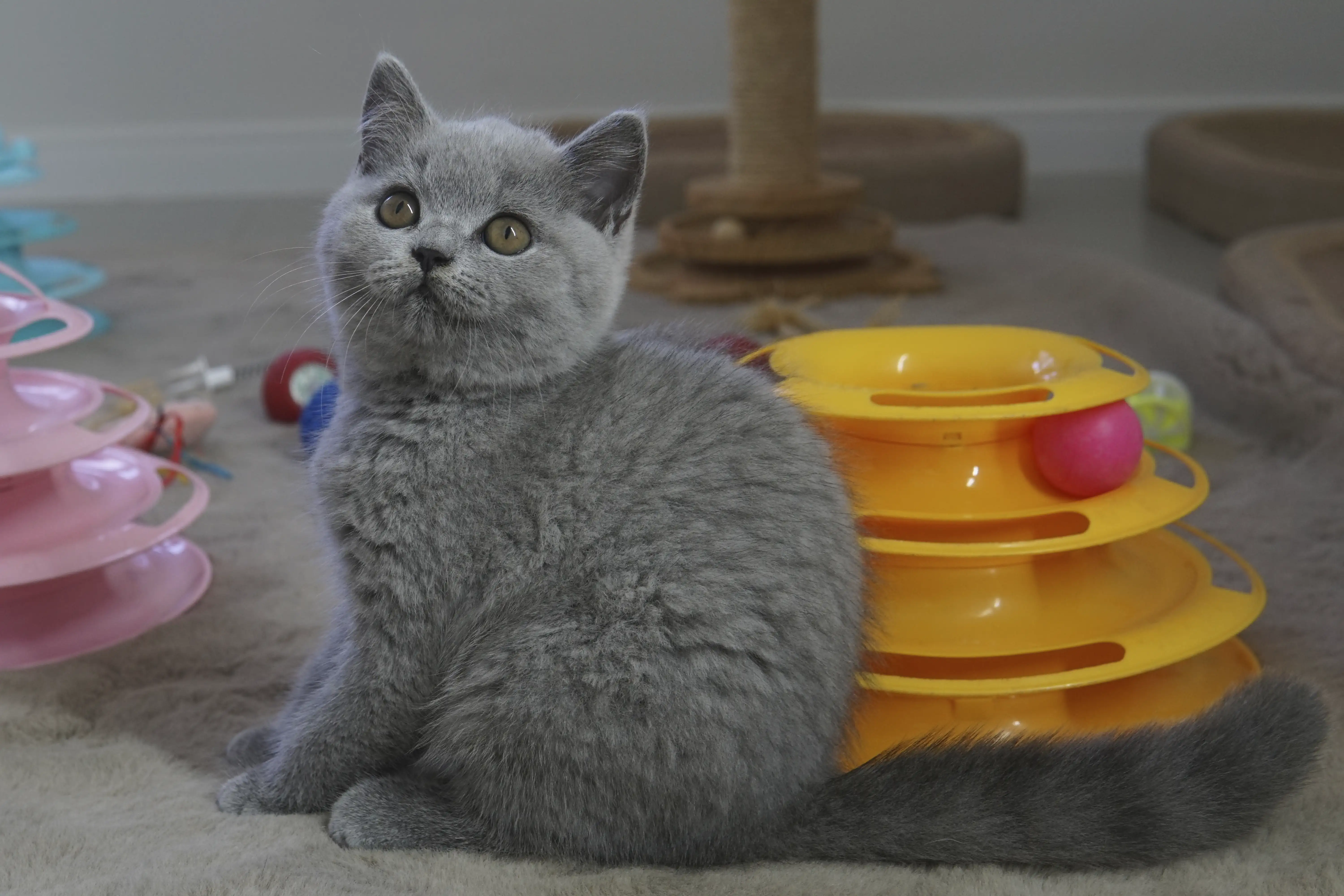 Kitten watching everything with curiosity