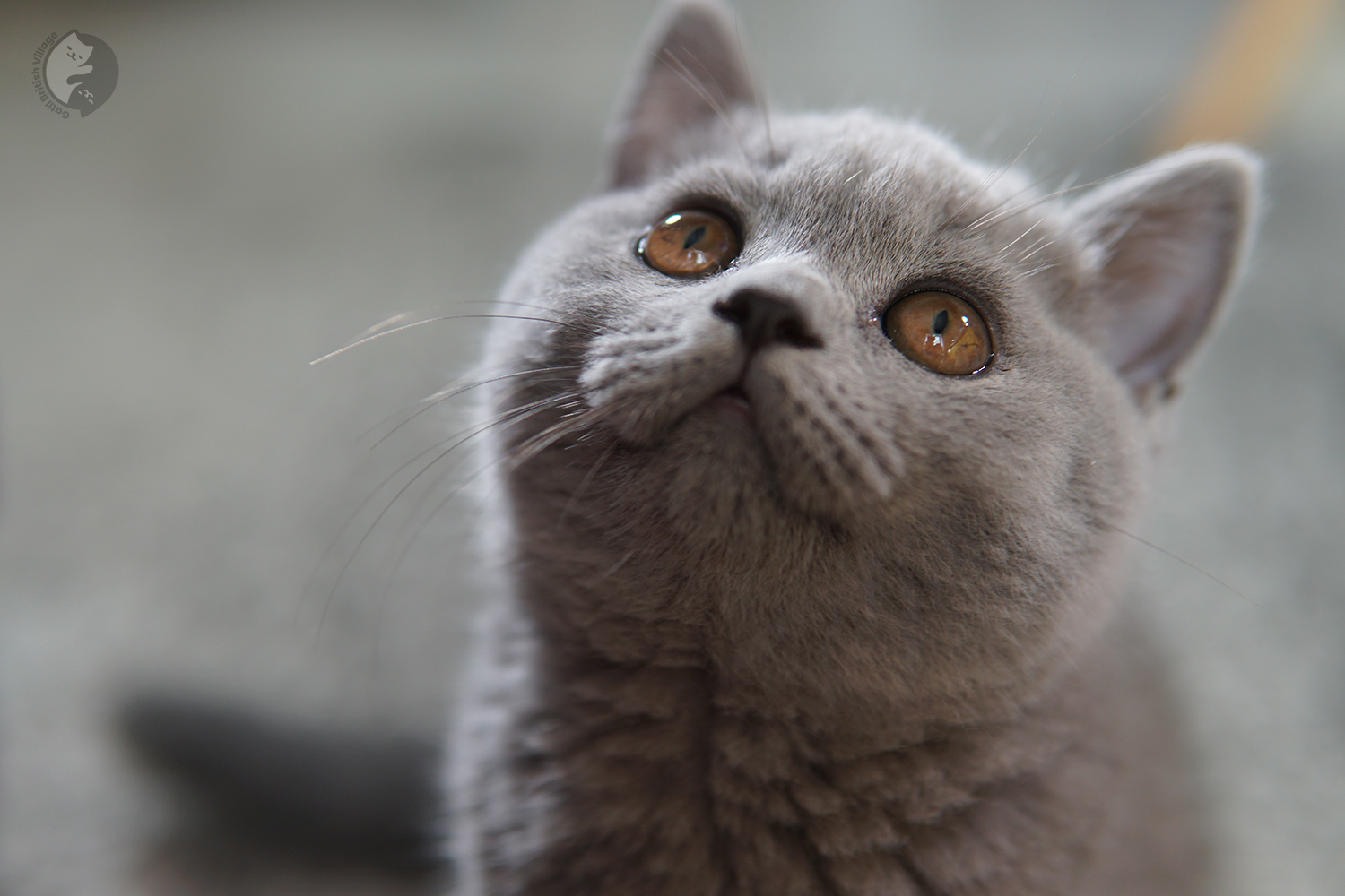 Kitten walking confidently through the space