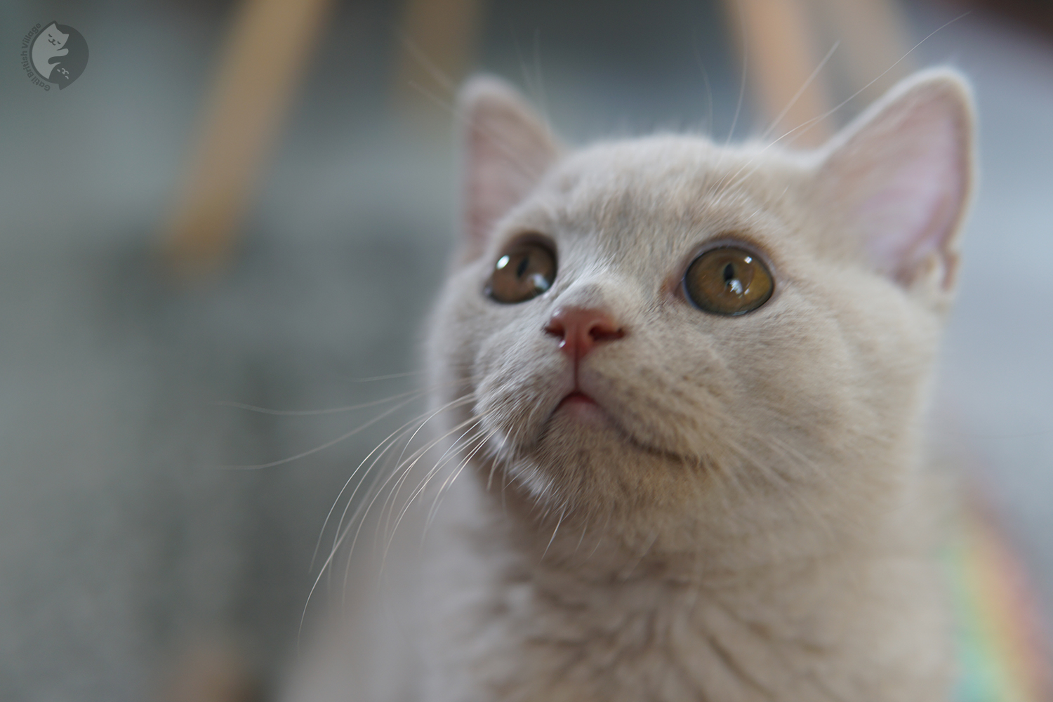 Kitten in another charming pose