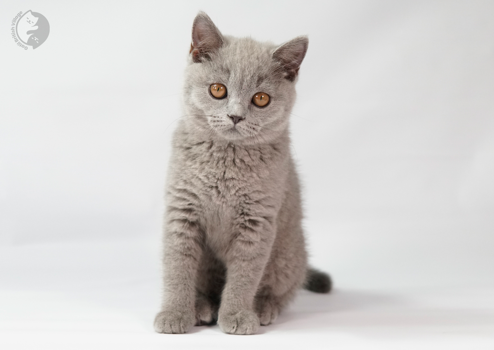 Kitten playing near the scratching post