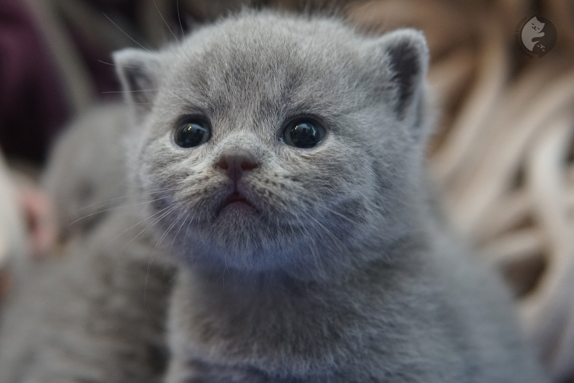 British Shorthair kitten photo 2